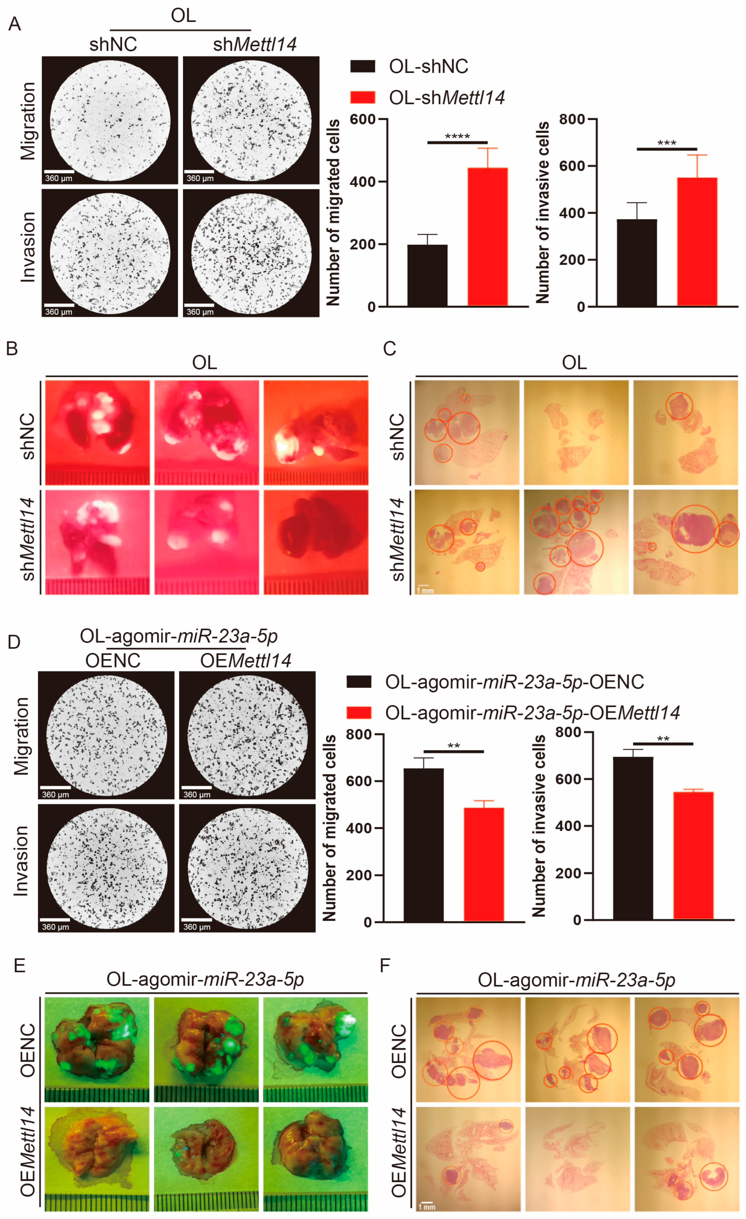 Cancers 18 00792 g005