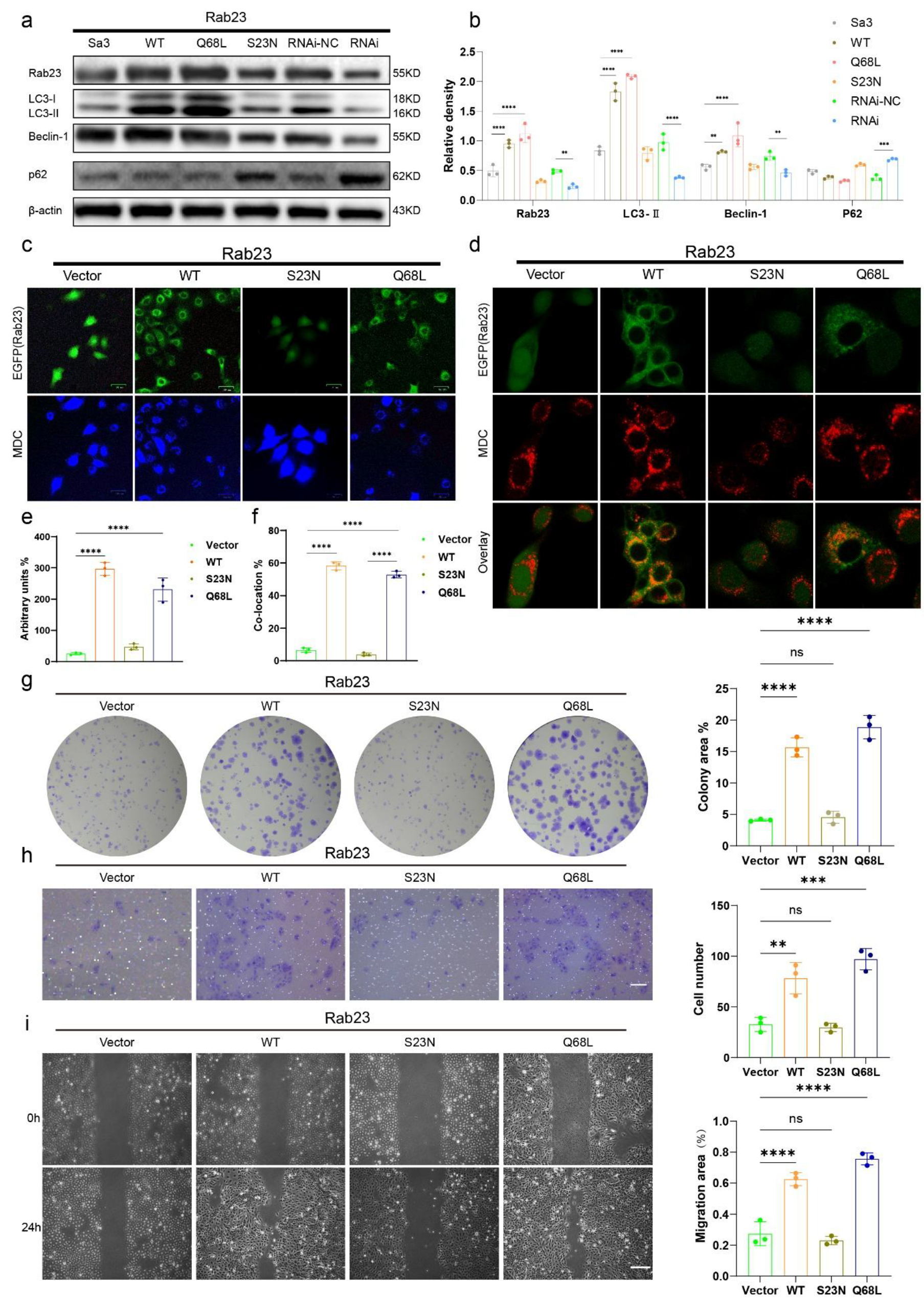 Rab23 Drives Cutaneous Squamous Cell Carcinoma Invasion via ERK ...