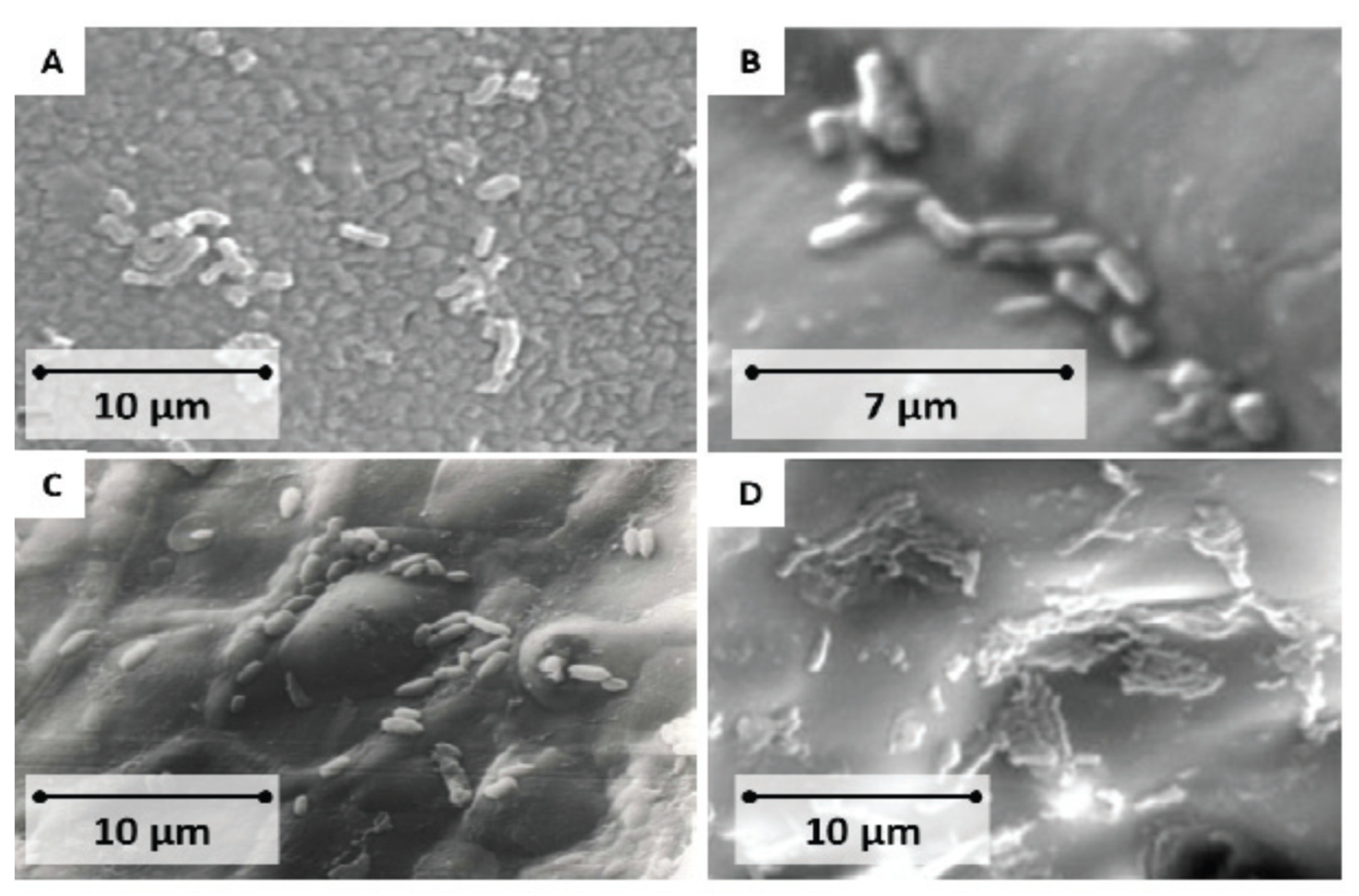 Carbon 08 00055 g014 Carbon 08 00055 g014