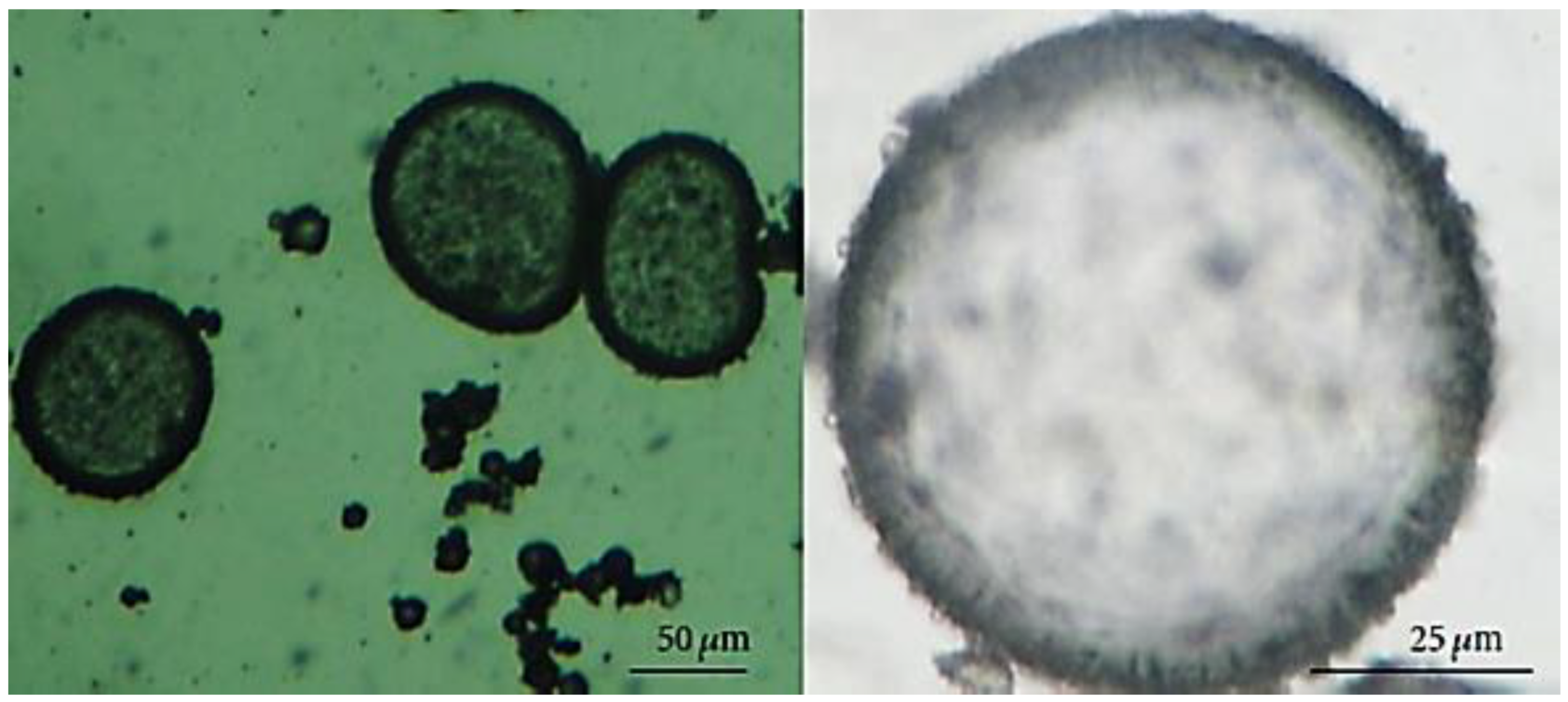 Carbon 09 00013 g004