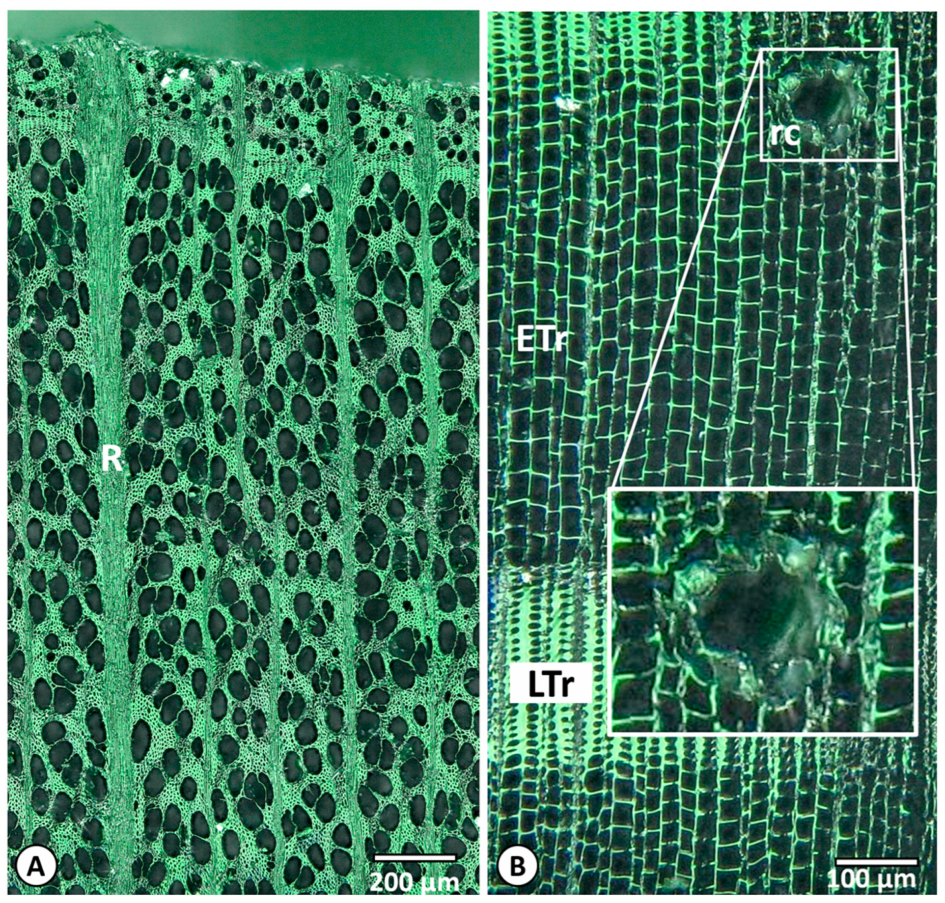 Carbon 10 00077 g010
