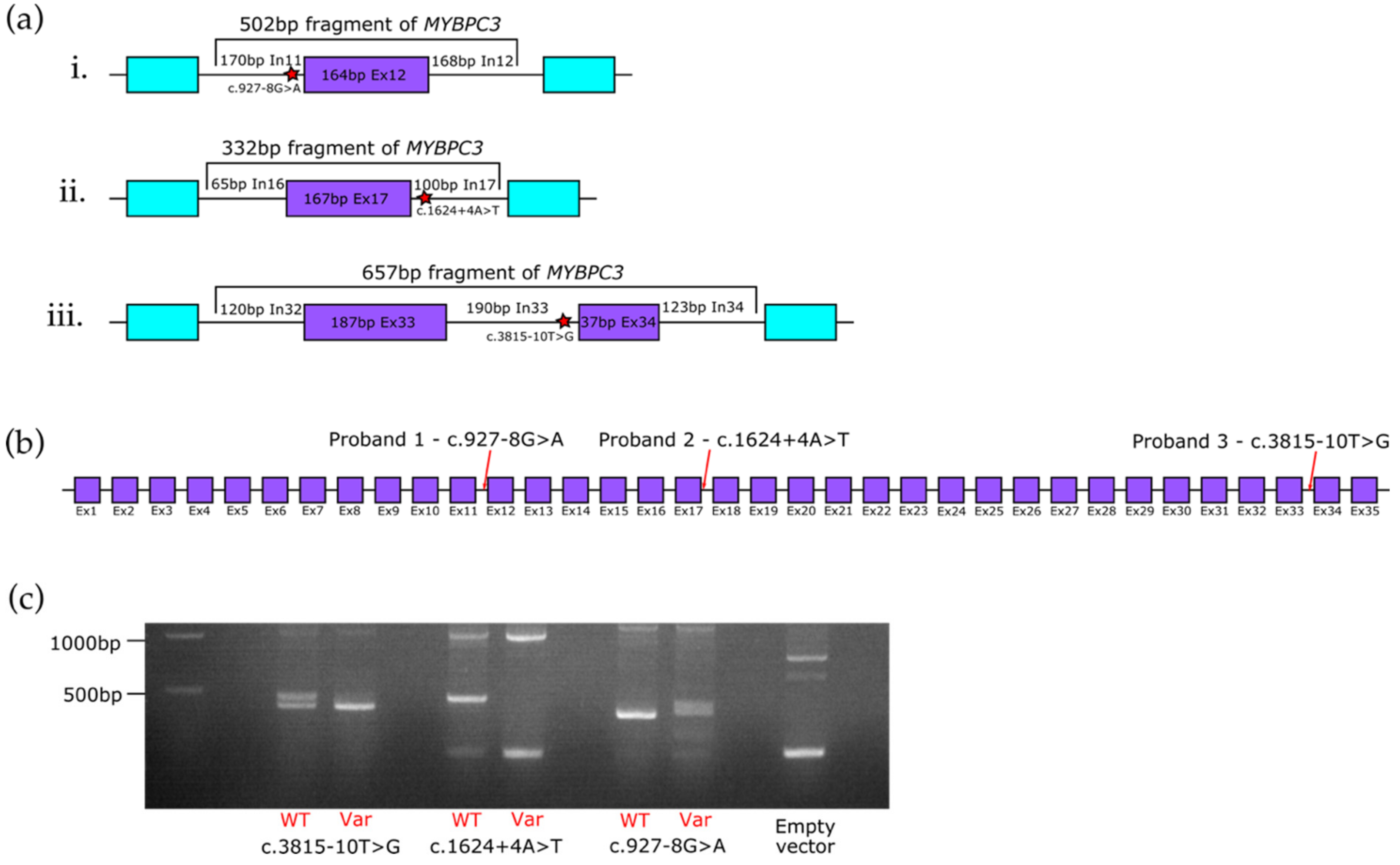 Cardiogenetics 11 00009 g001
