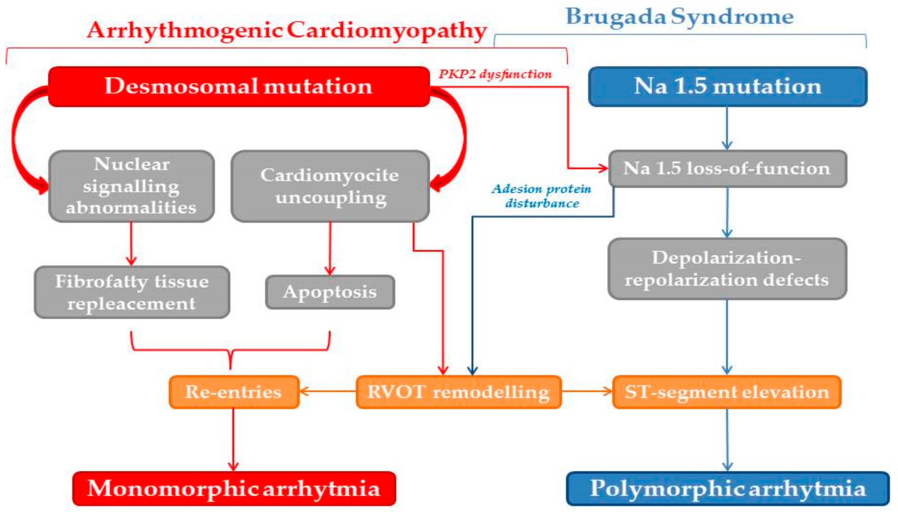 Cardiogenetics 11 00025 g003 Cardiogenetics 11 00025 g003