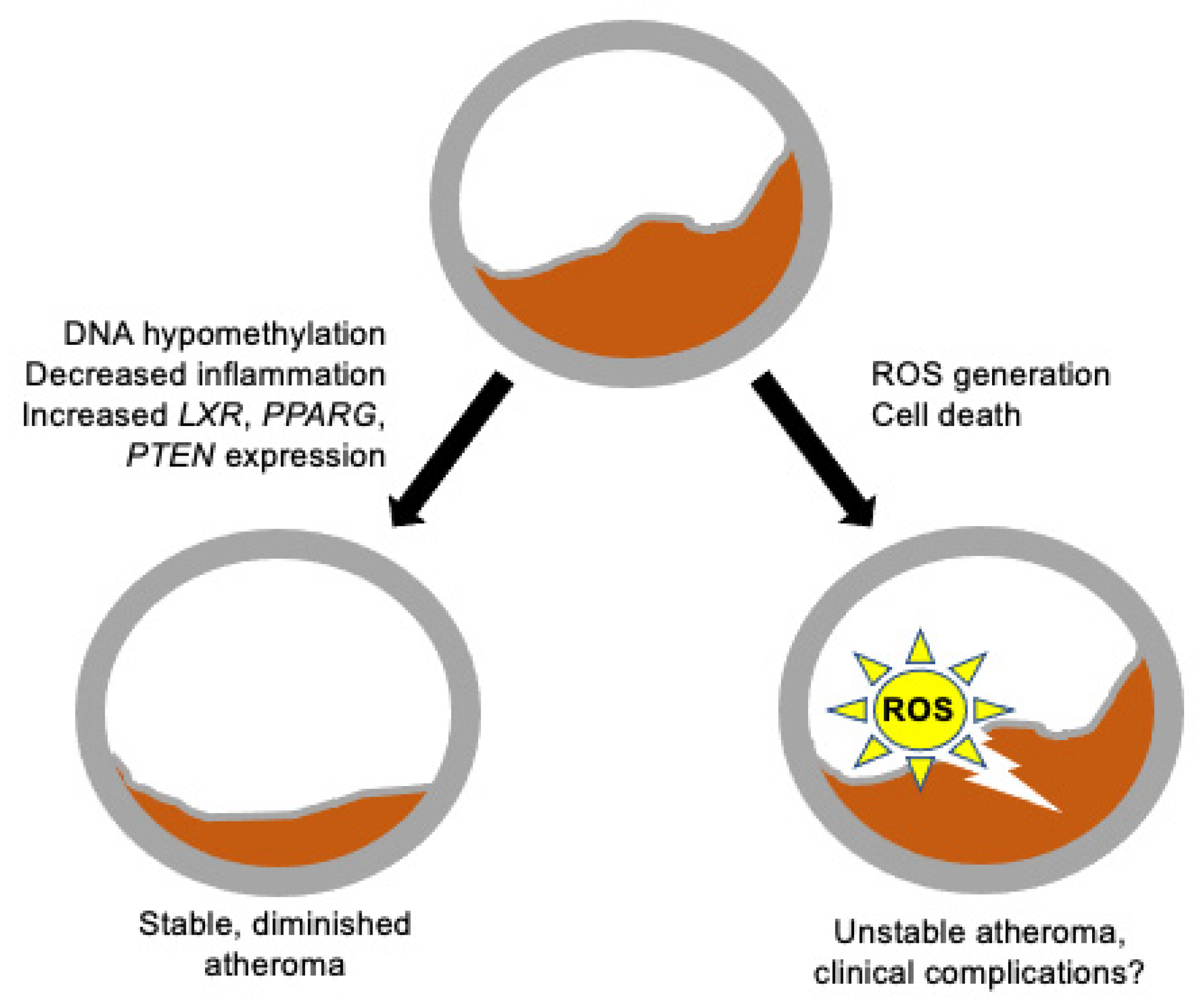 Cardiogenetics 12 00002 g001