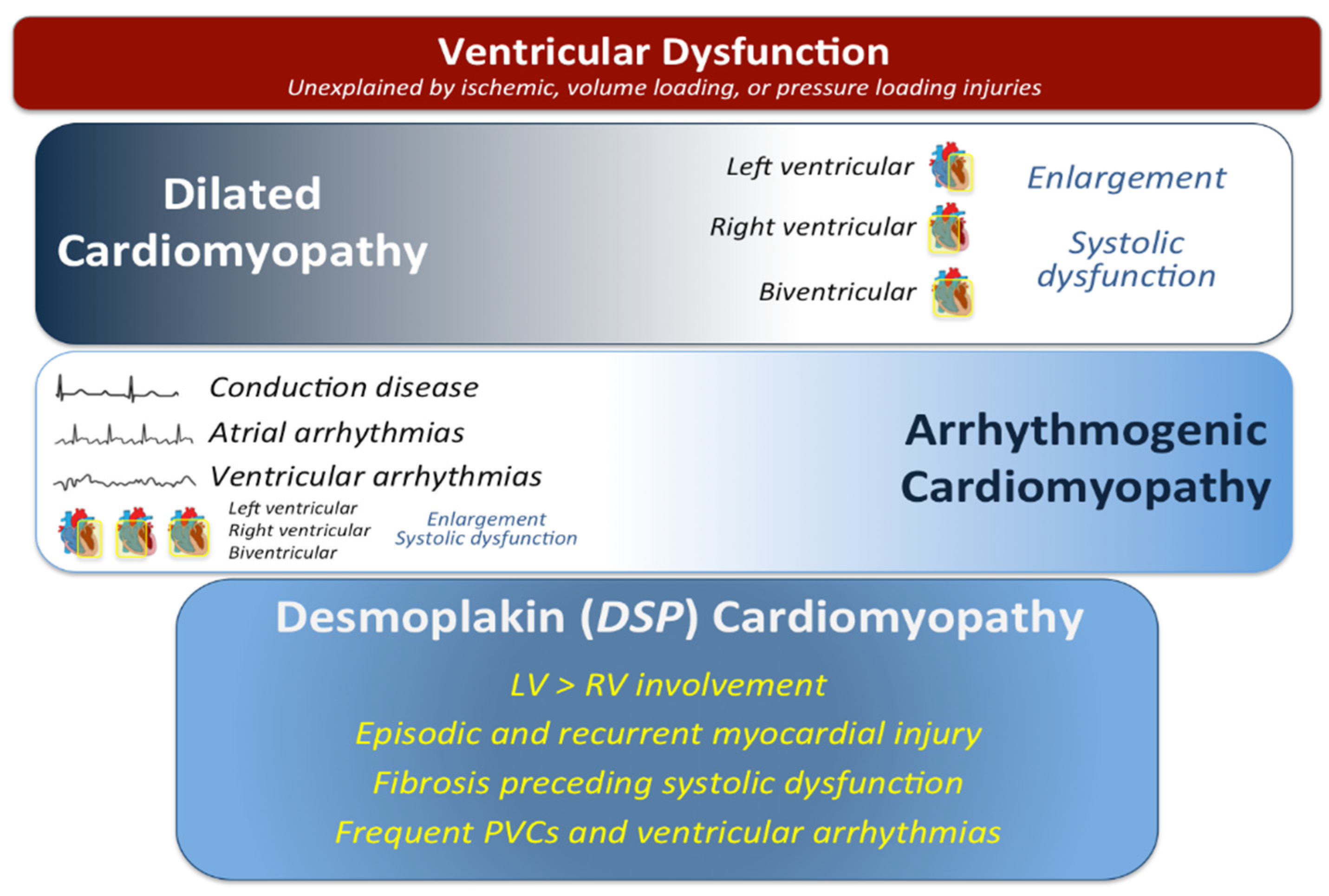 Cardiogenetics 12 00003 g001