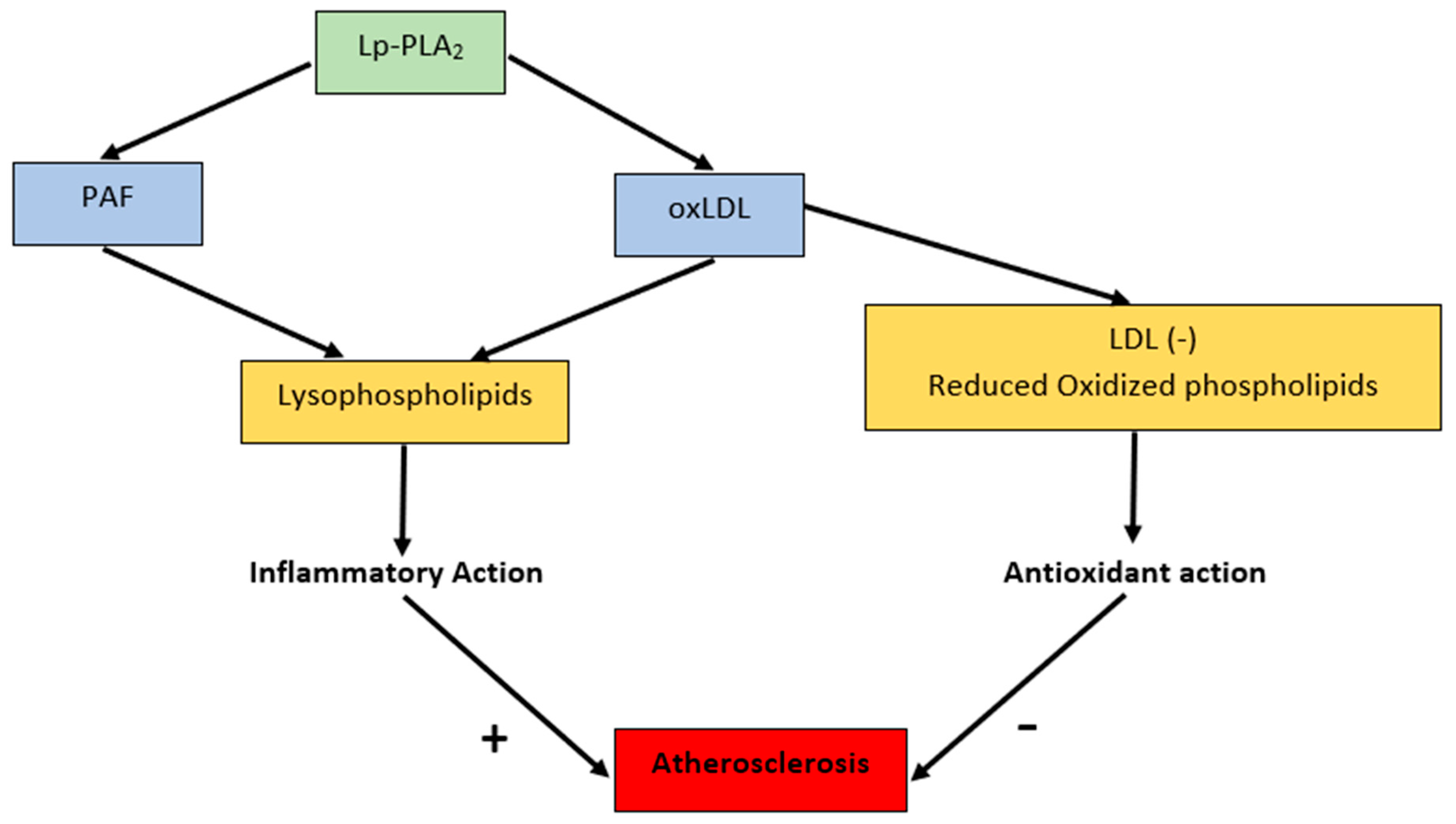 Cardiogenetics 12 00005 g002