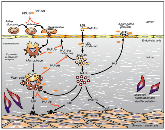 Cardiogenetics 12 00005 g003