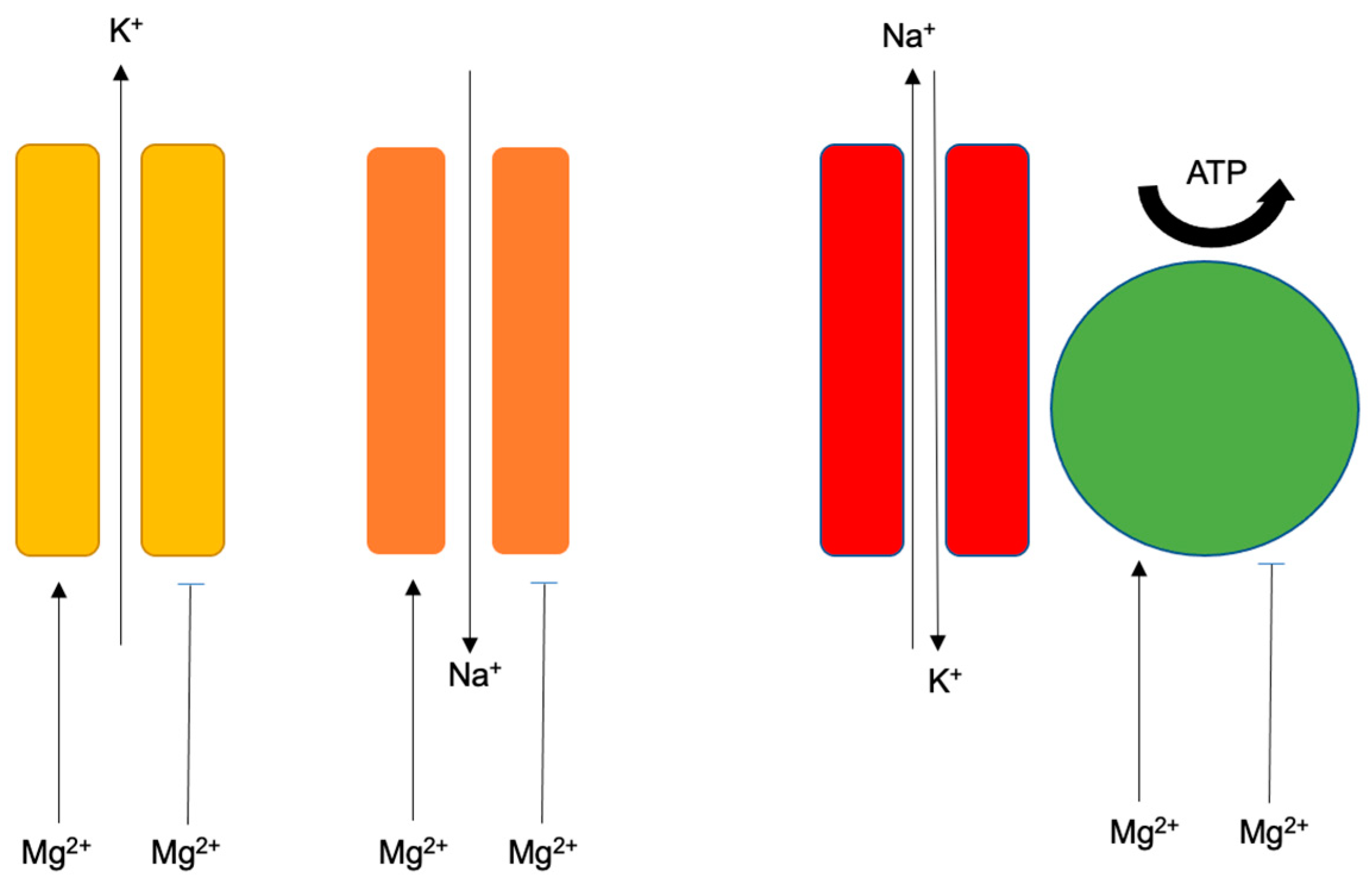 Cardiogenetics 12 00005 g005