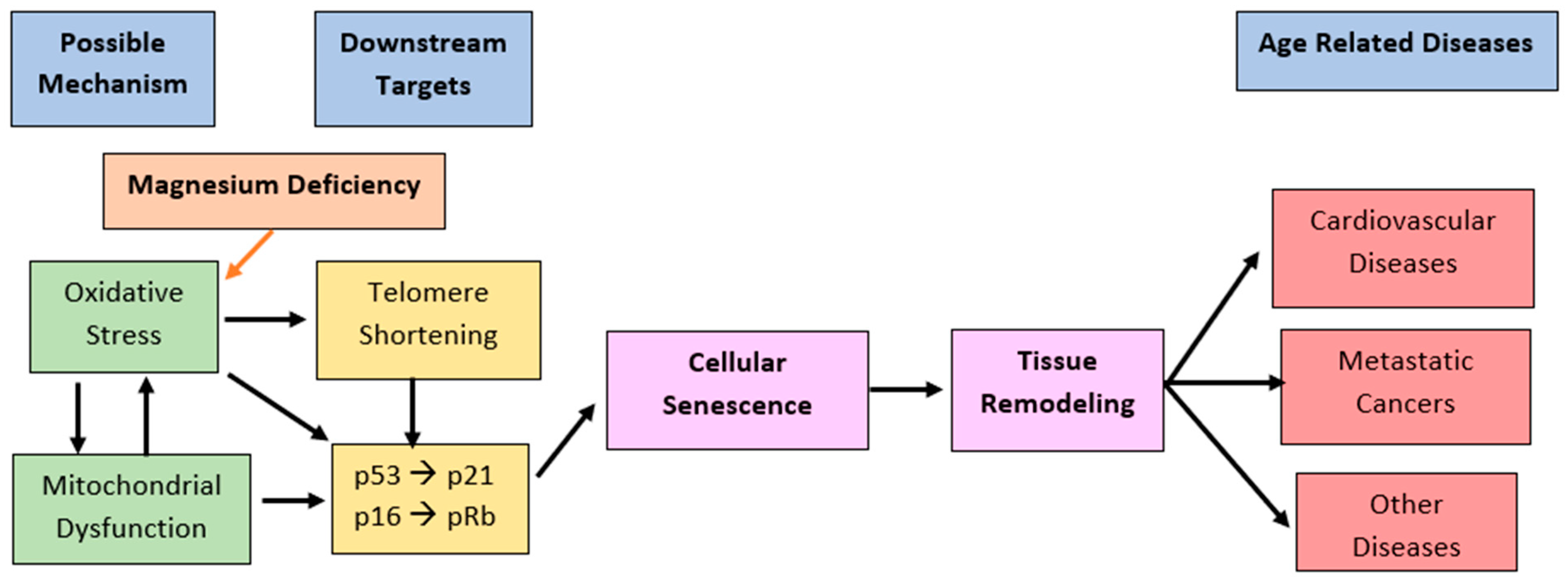 Cardiogenetics 12 00005 g006