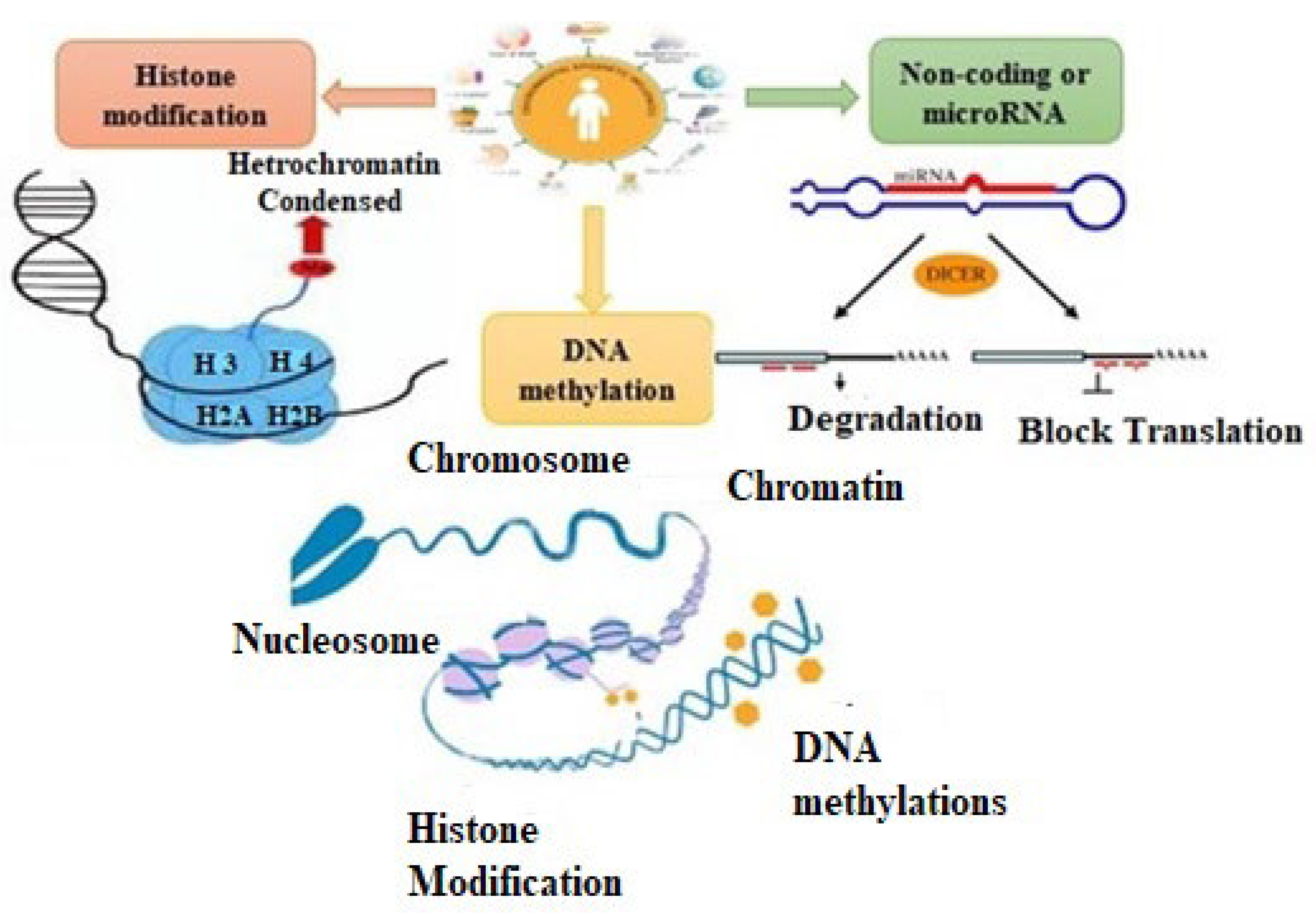 Cardiogenetics 12 00021 g001