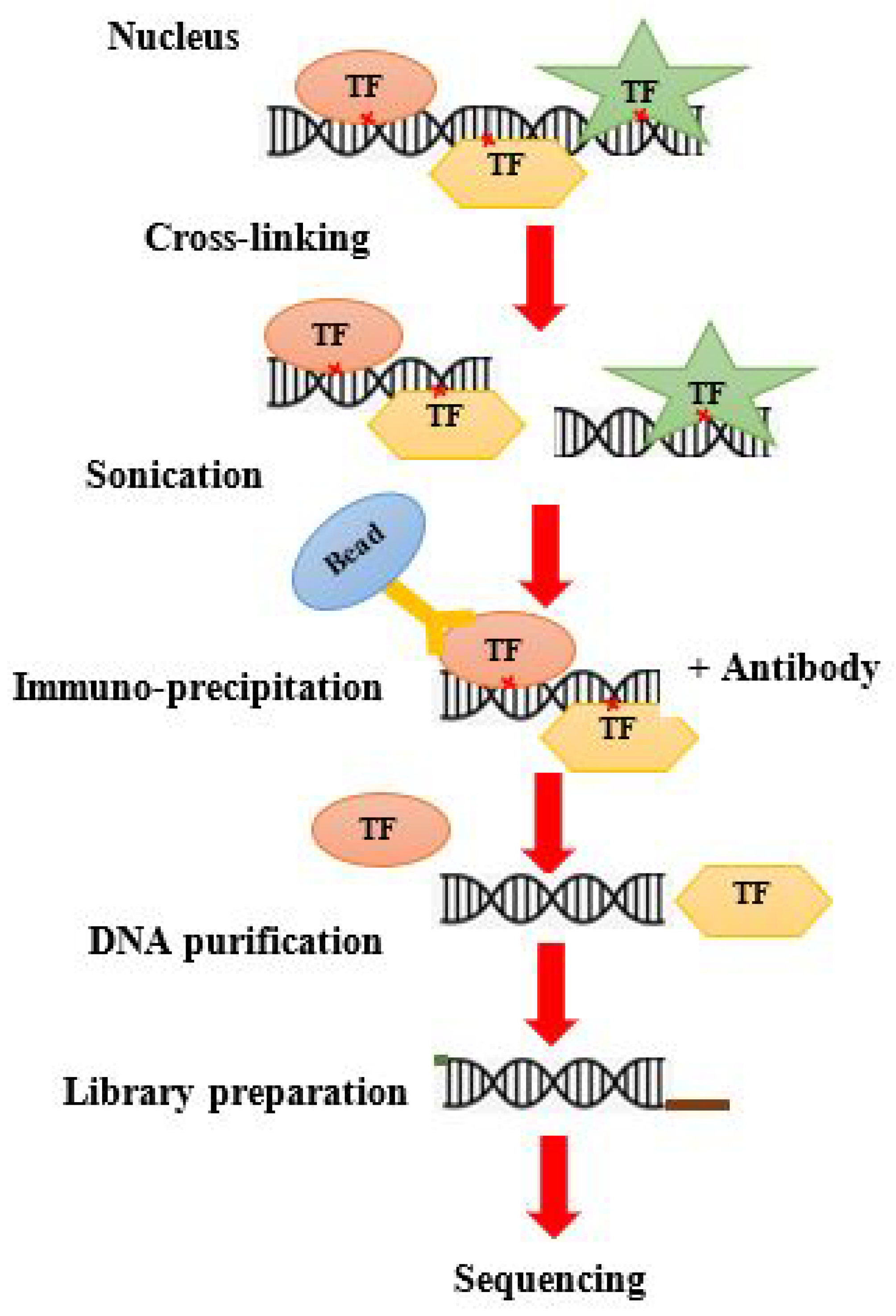 Cardiogenetics 12 00021 g004