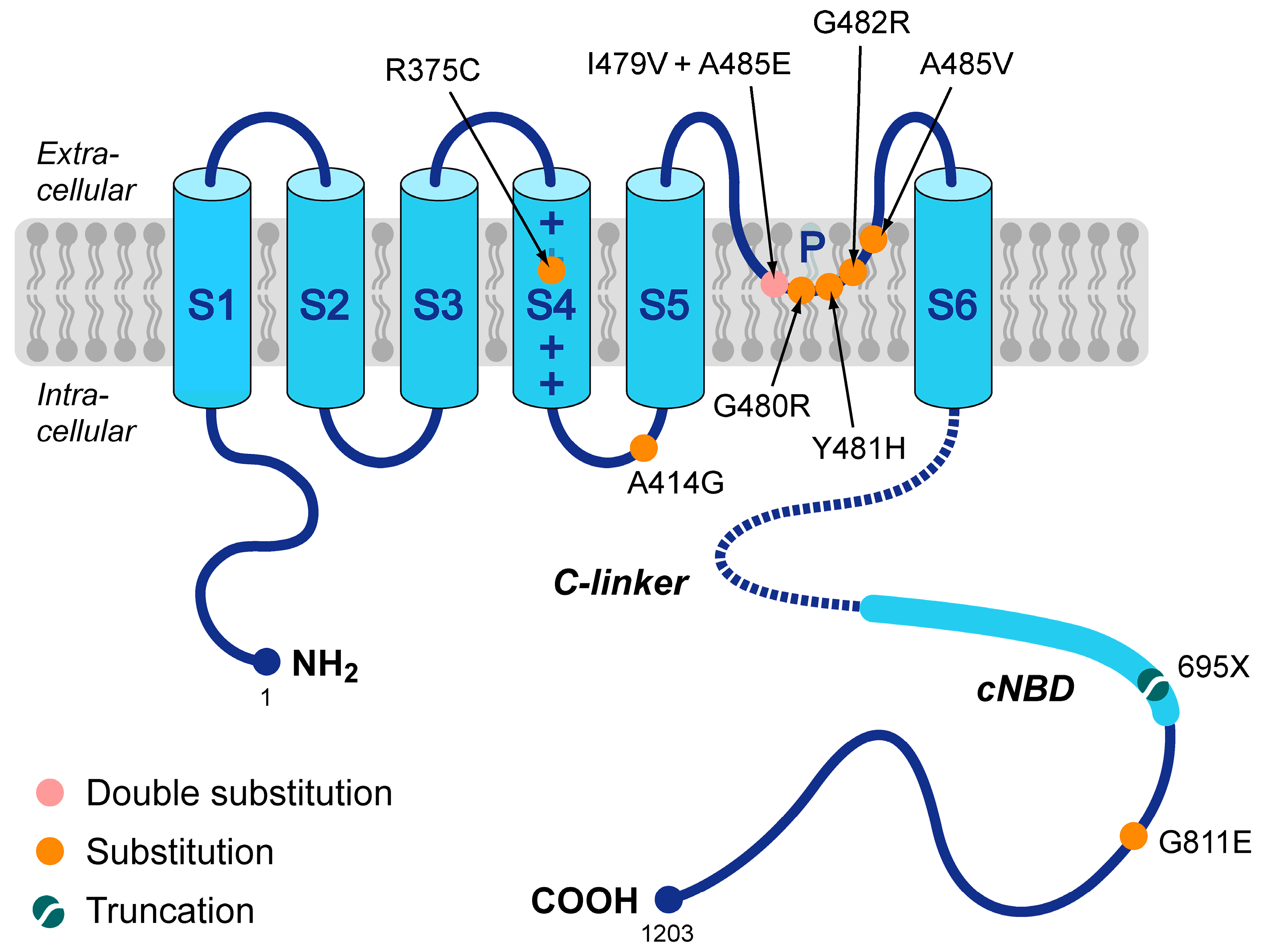 Cardiogenetics 13 00012 g001