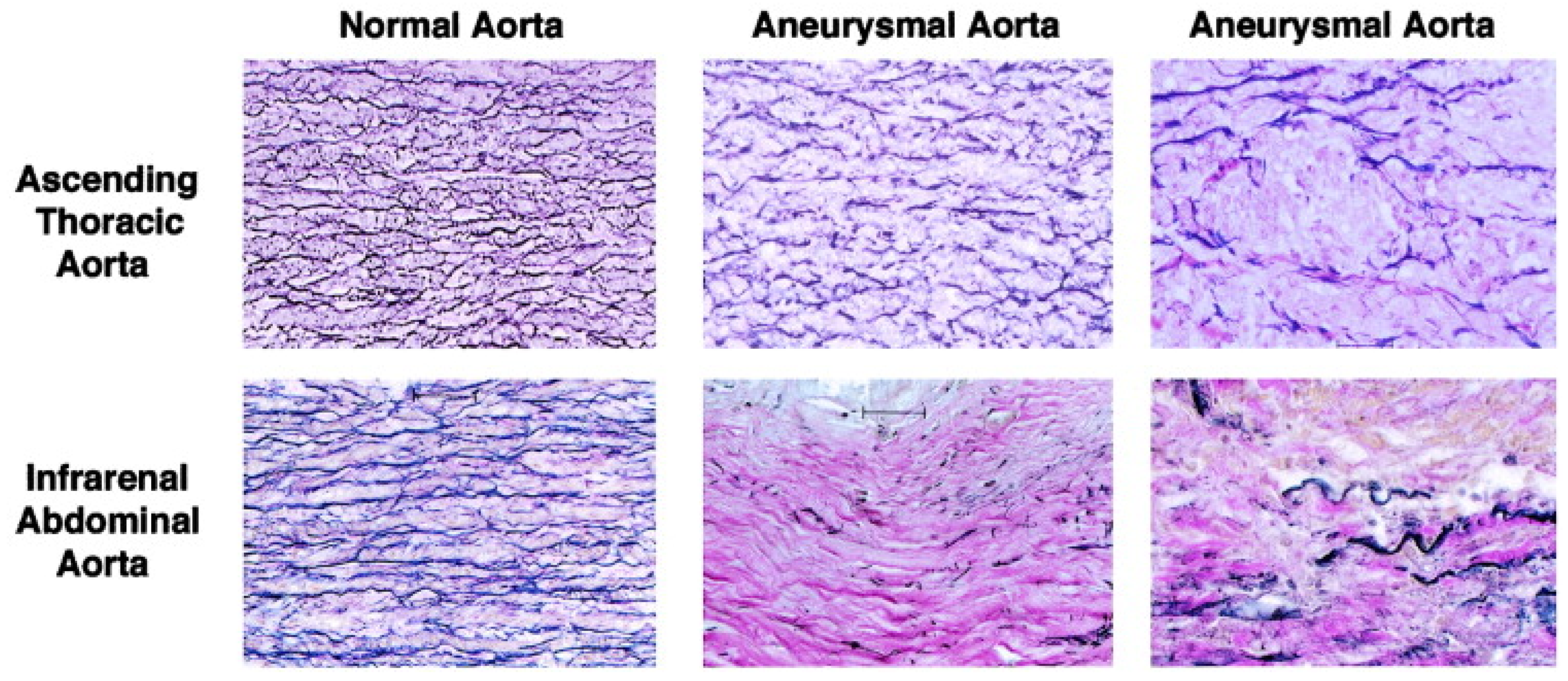 Cardiogenetics 13 00015 g001 Cardiogenetics 13 00015 g001