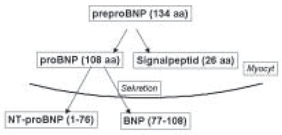 Cardiovascmed 07 00459 g001