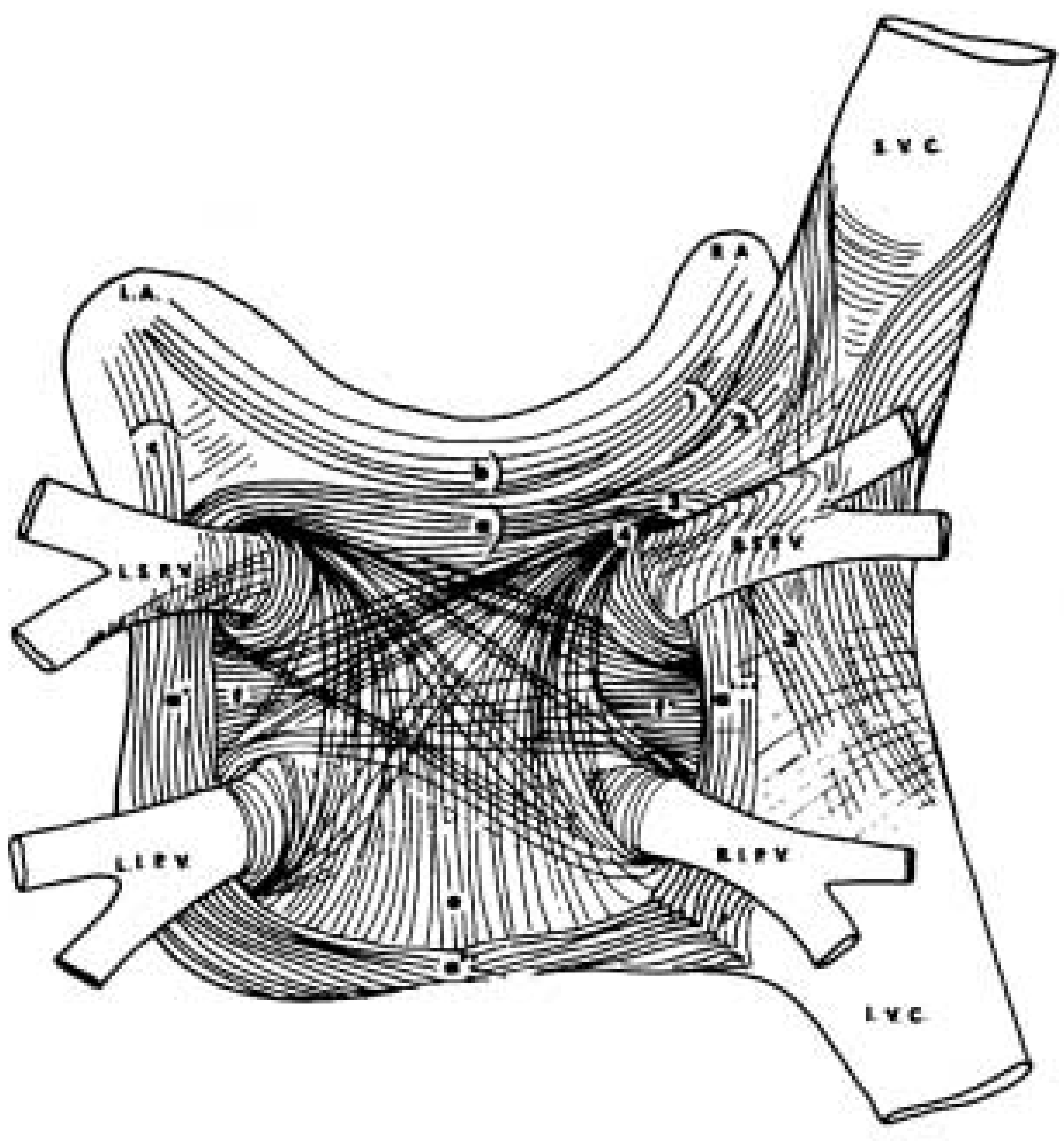 Cardiovascmed 08 00053 g001