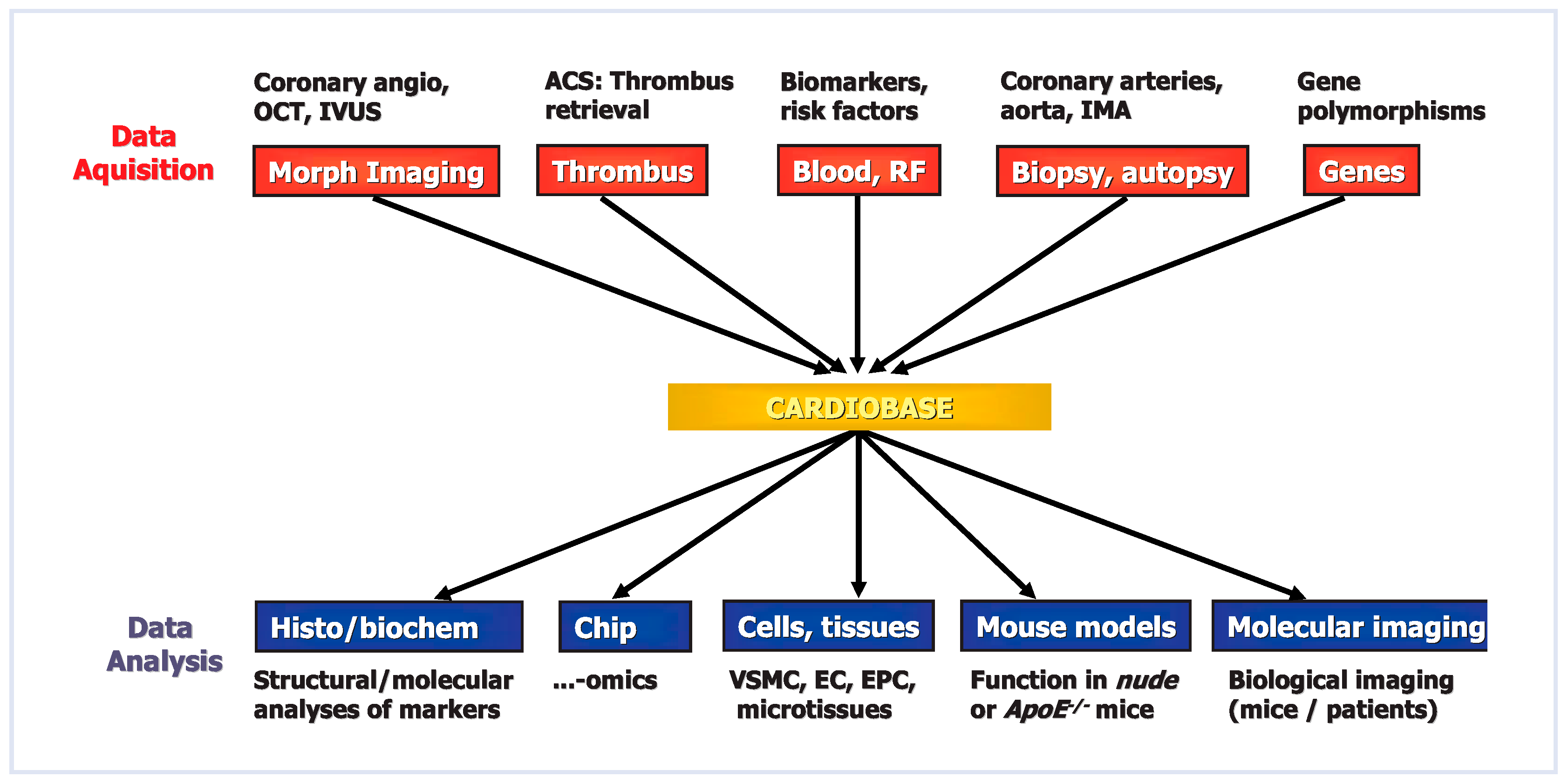 Cardiovascmed 13 00031 g004