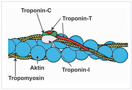 Cardiovascmed 13 00064 g001