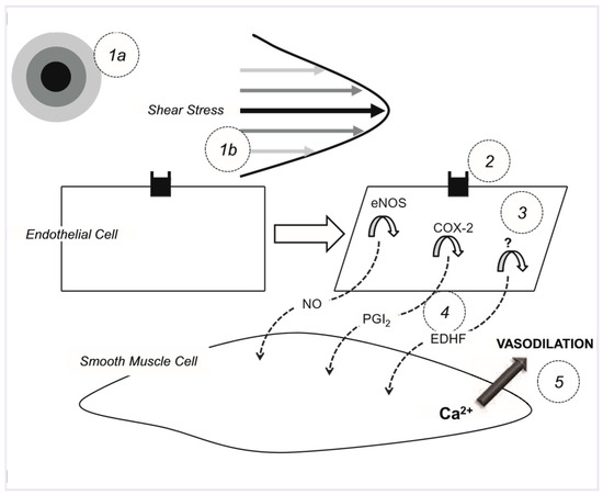 Cardiovascmed 14 00339 g004