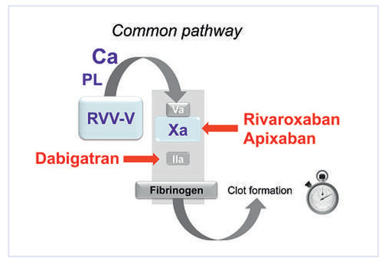 Cardiovascmed 15 00170 g004