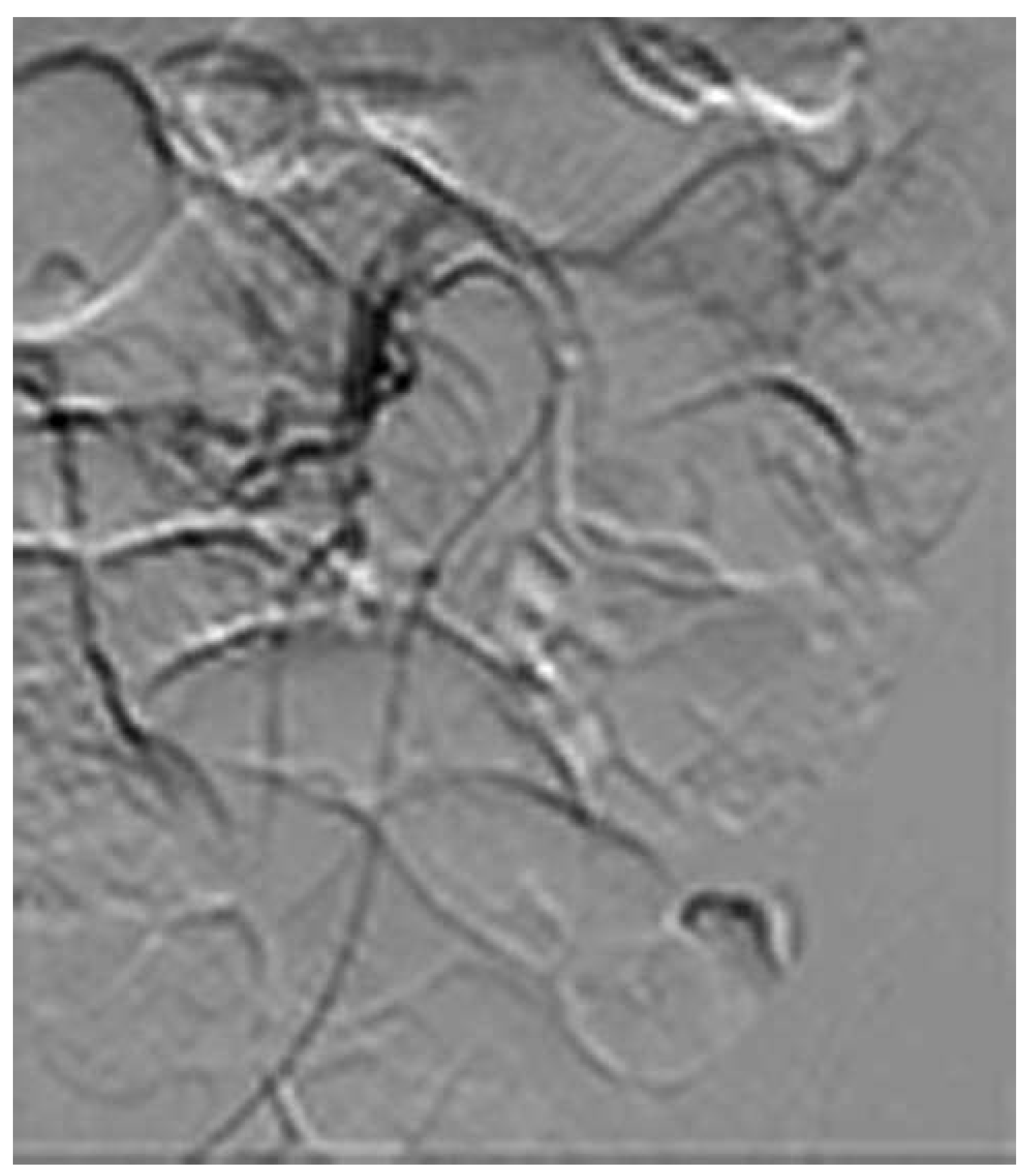 Cardiovascmed 16 00267 g005