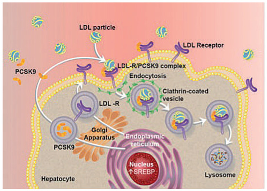 Cardiovascmed 18 00239 g001