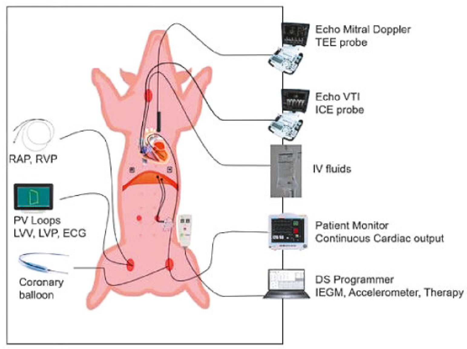 Cardiovascmed 21 00111 i050 Cardiovascmed 21 00111 i050