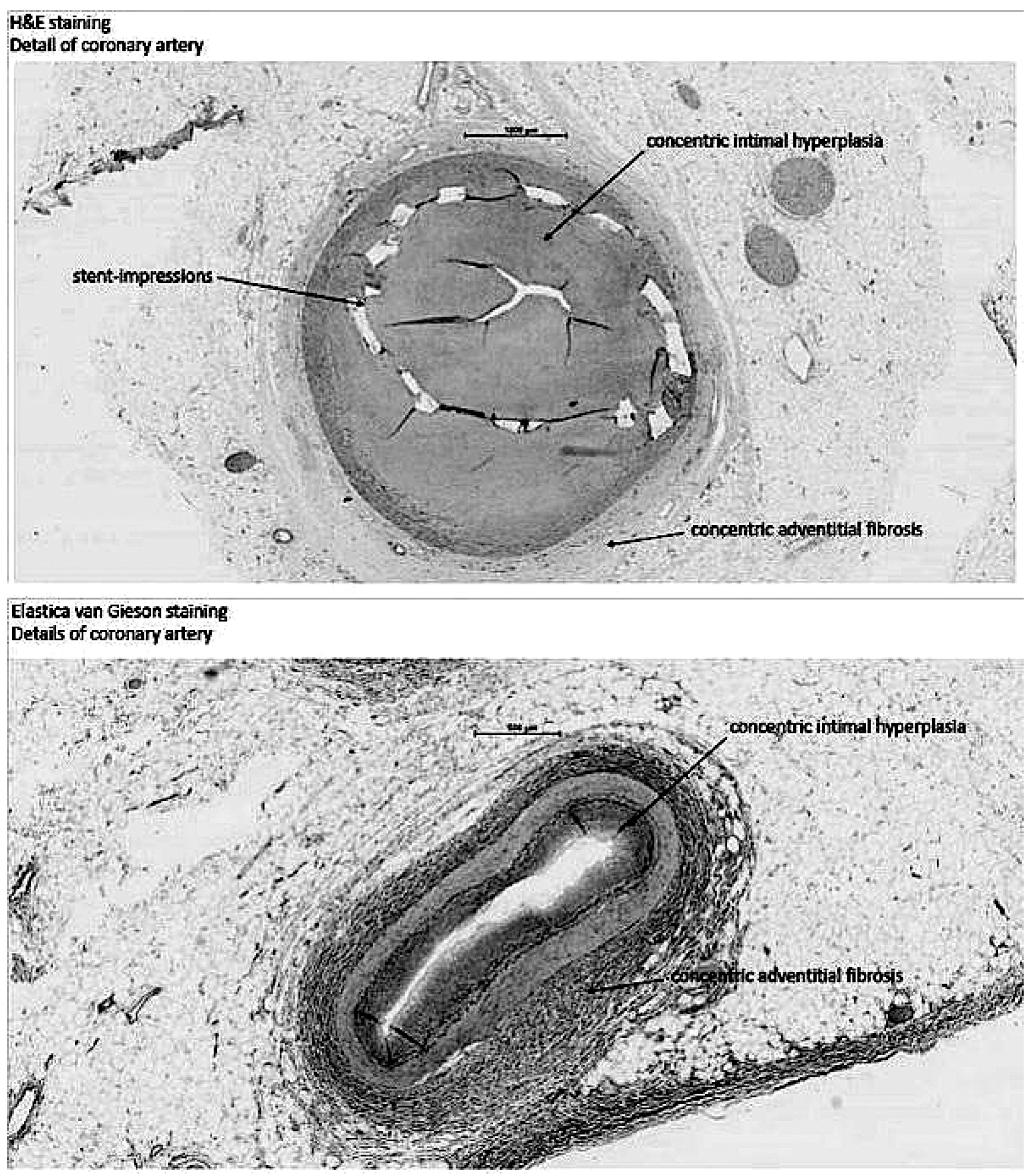 Cardiovascmed 21 00111 i063 Cardiovascmed 21 00111 i063