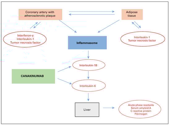 Cardiovascmed 21 00310 g002