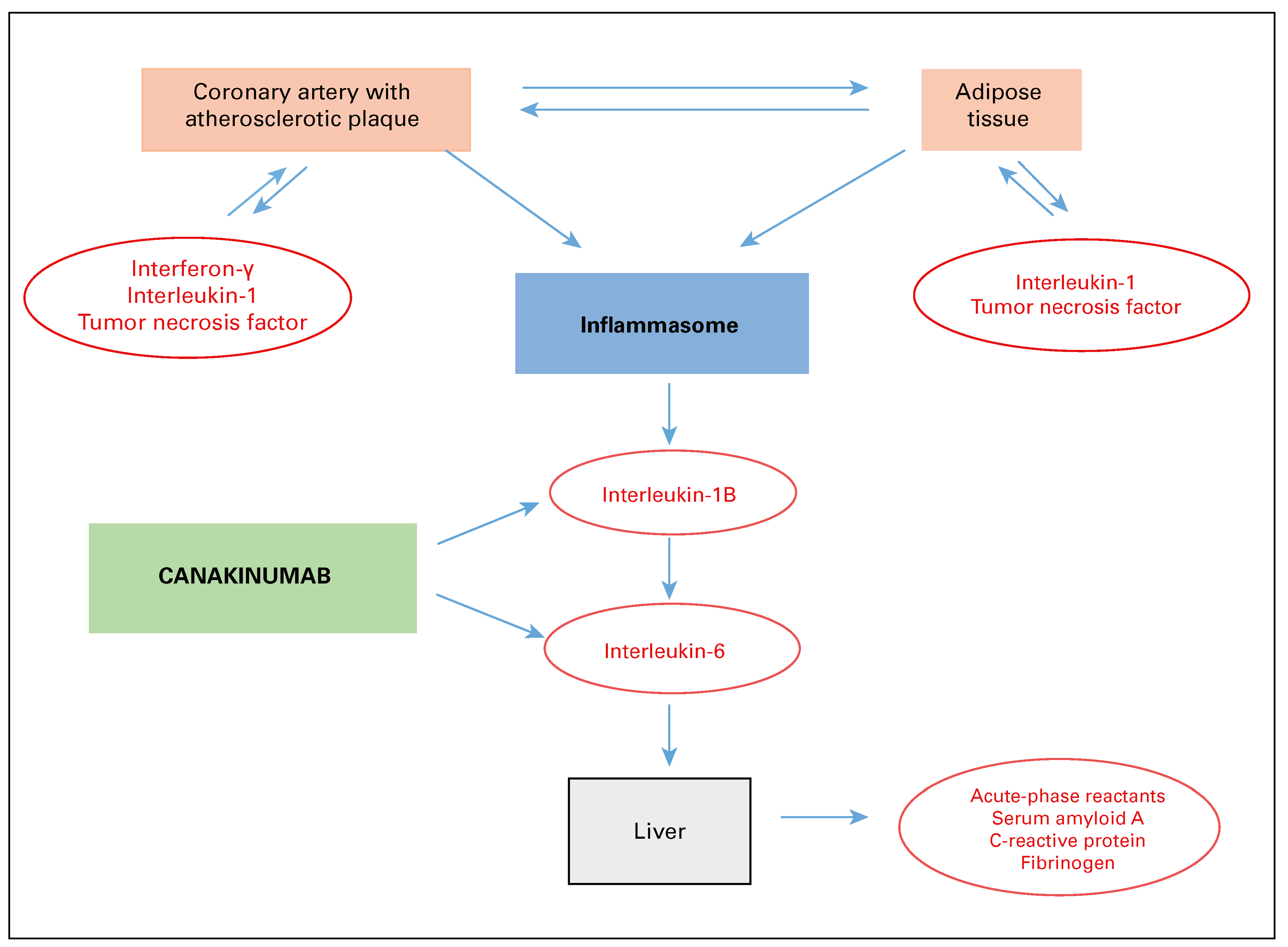 Cardiovascmed 21 00310 g002