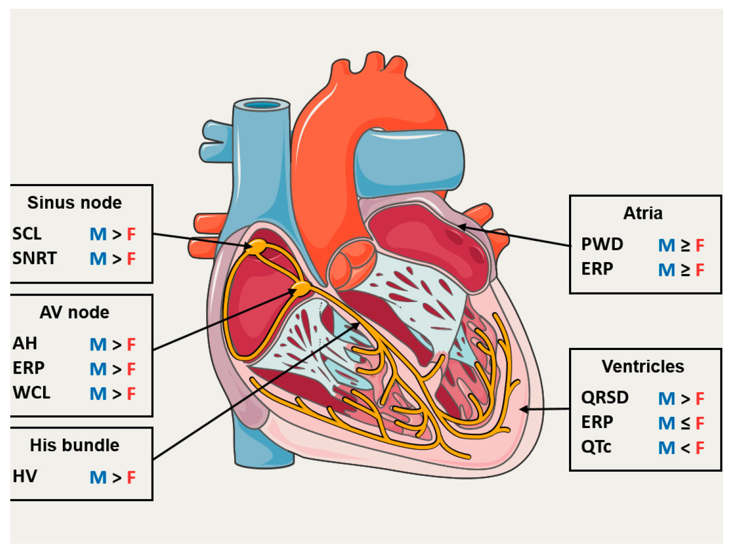 Cardiovascmed 26 00698 g001