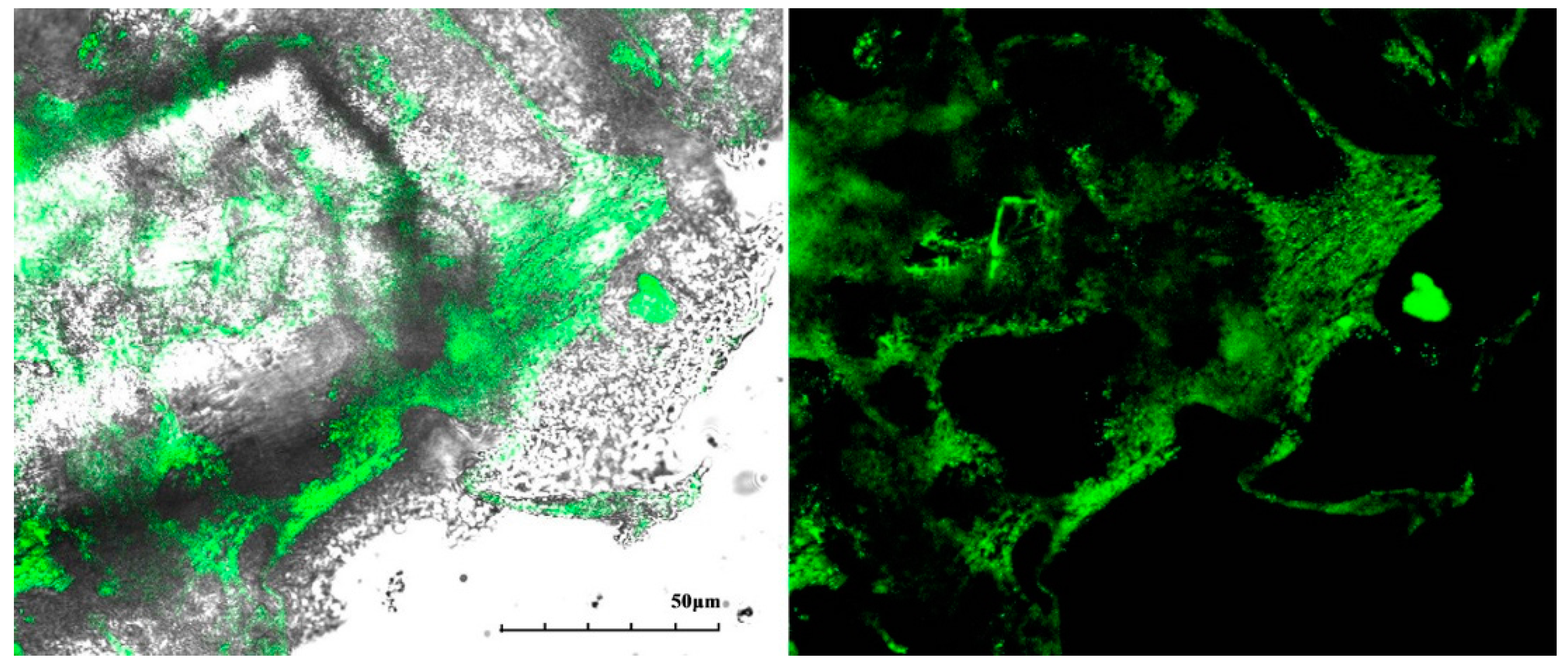 Catalysts 08 00013 g005 Catalysts 08 00013 g005