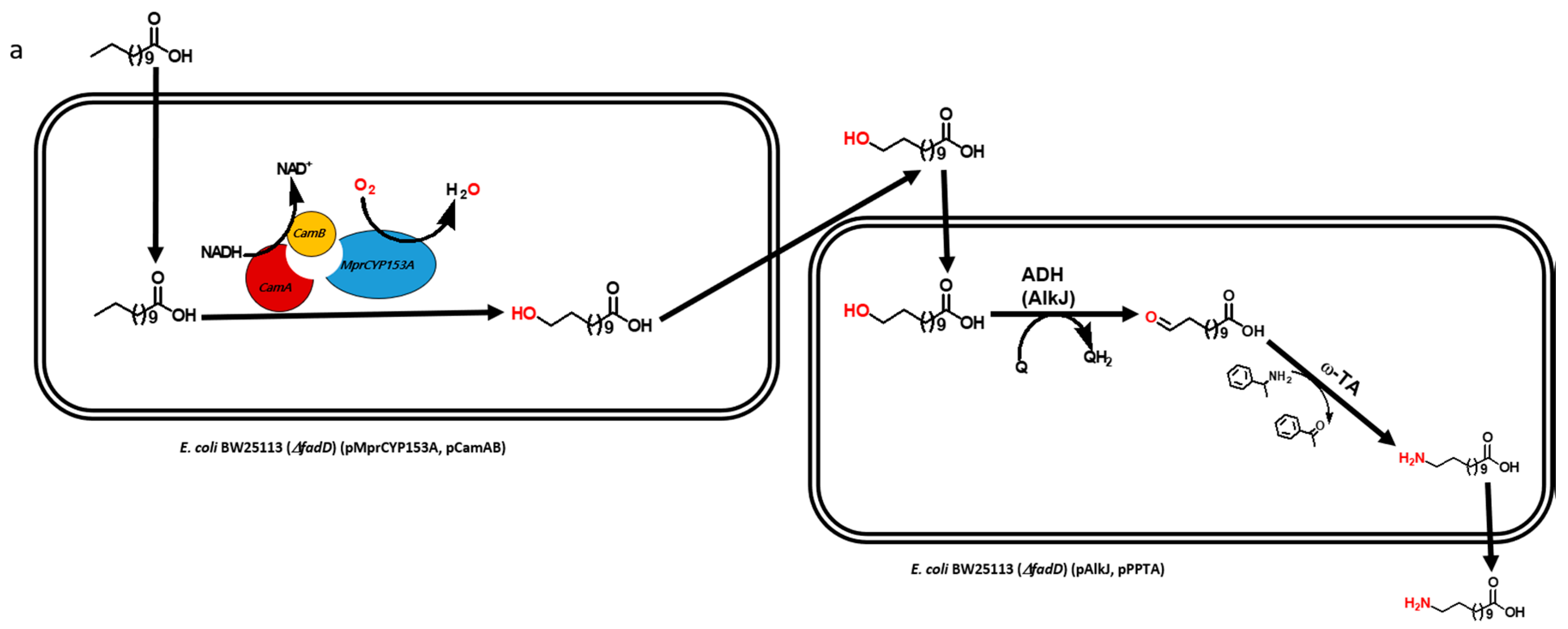 Catalysts 08 00400 g001a Catalysts 08 00400 g001a
