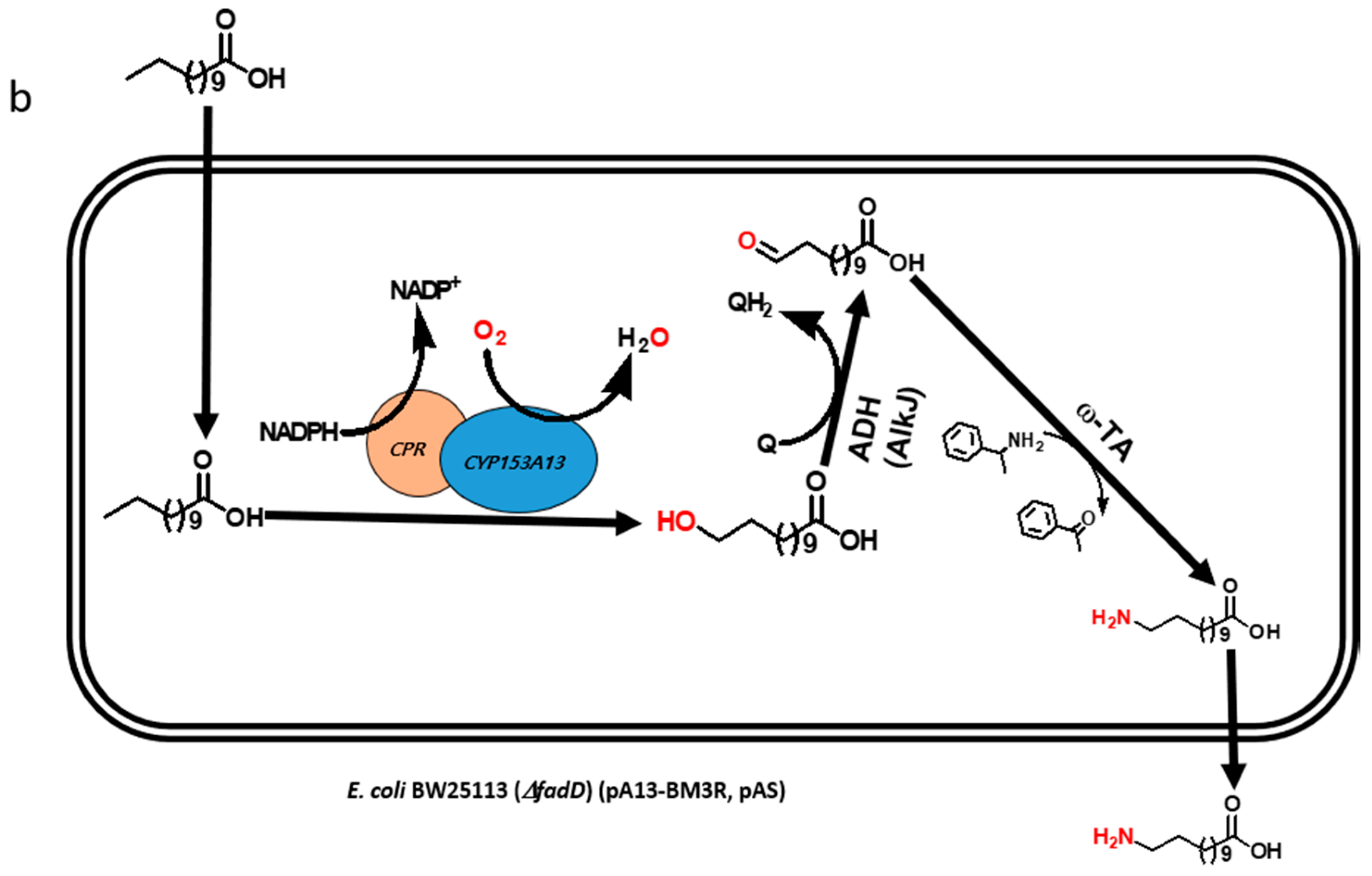 Catalysts 08 00400 g001b Catalysts 08 00400 g001b