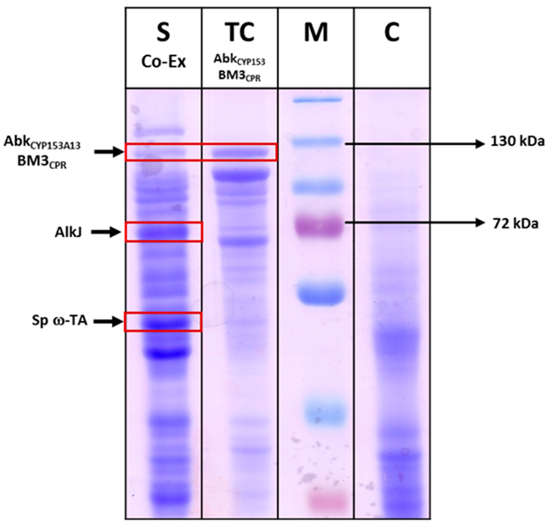 Catalysts 08 00400 g004 Catalysts 08 00400 g004