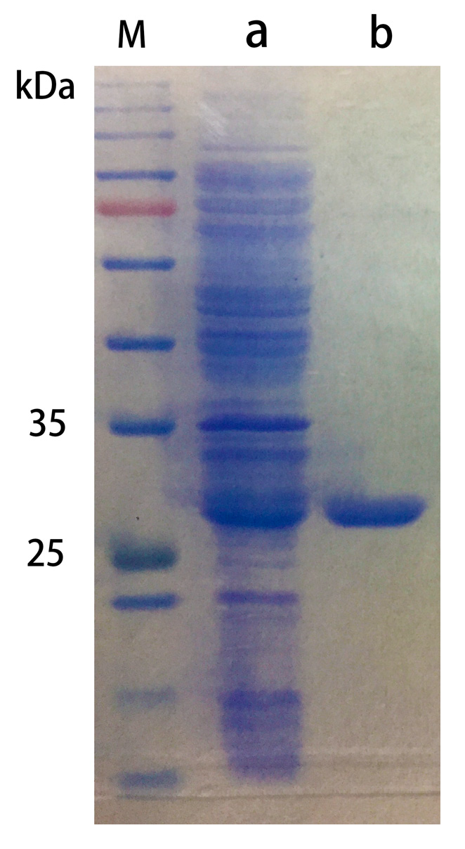 Catalysts 08 00401 g004