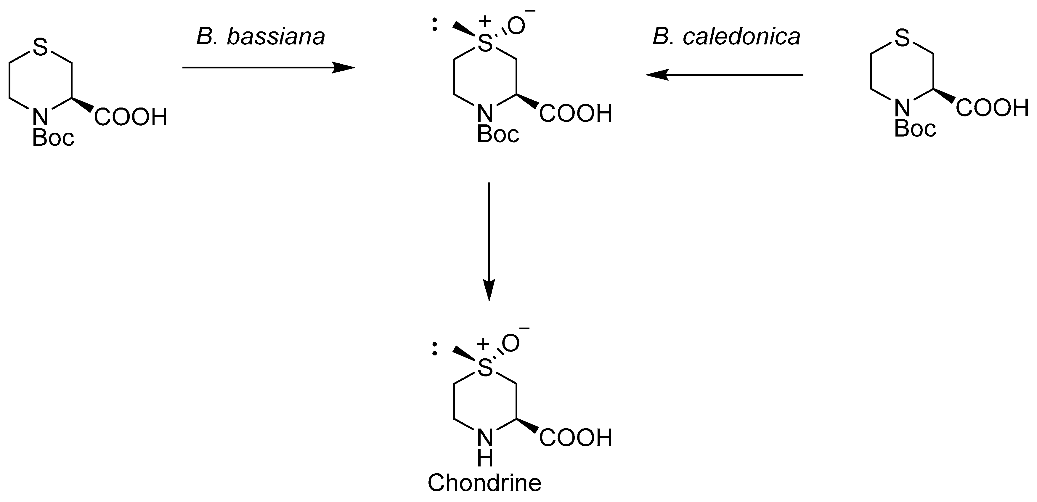 Catalysts 08 00624 sch005