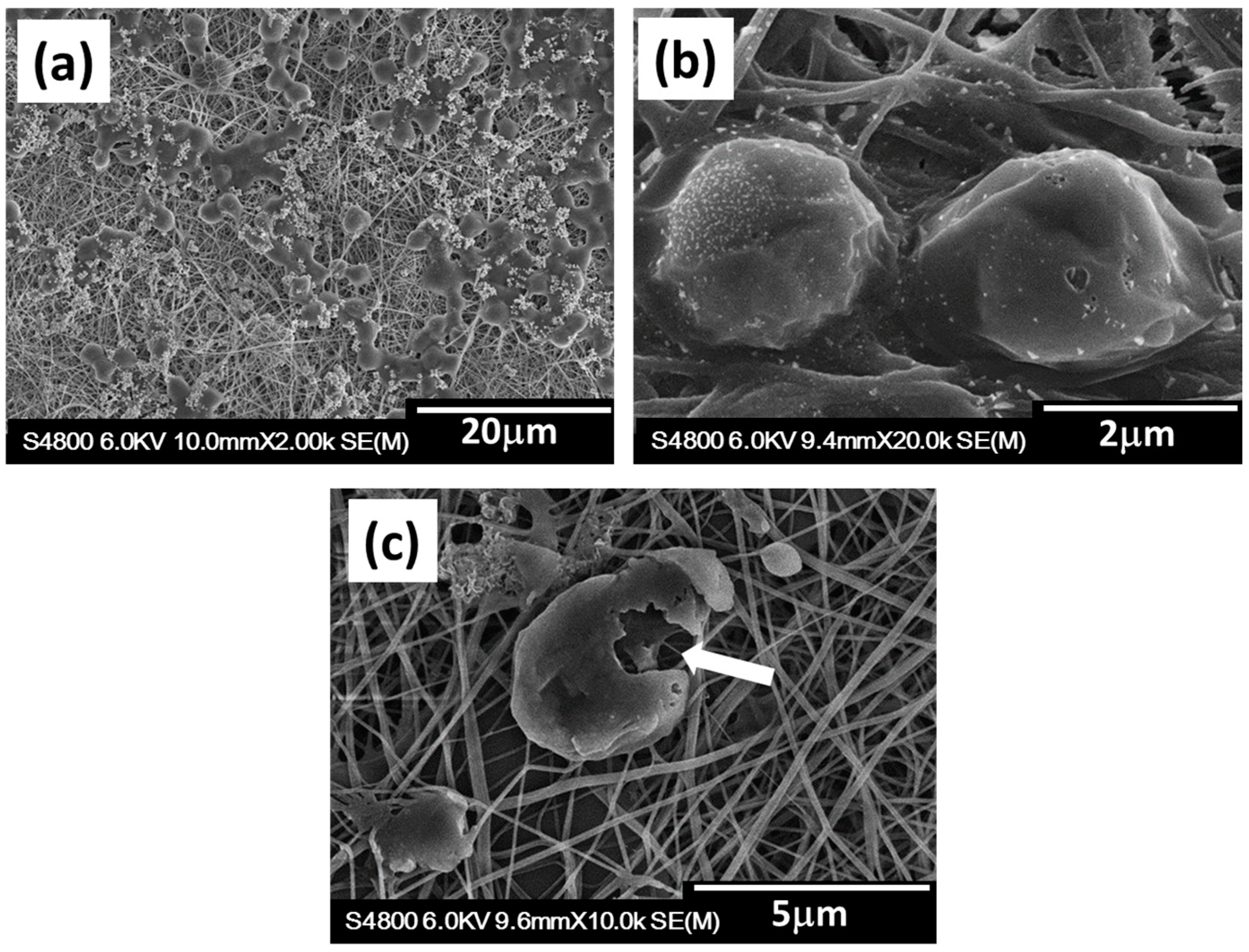 Catalysts 08 00628 g006 Catalysts 08 00628 g006