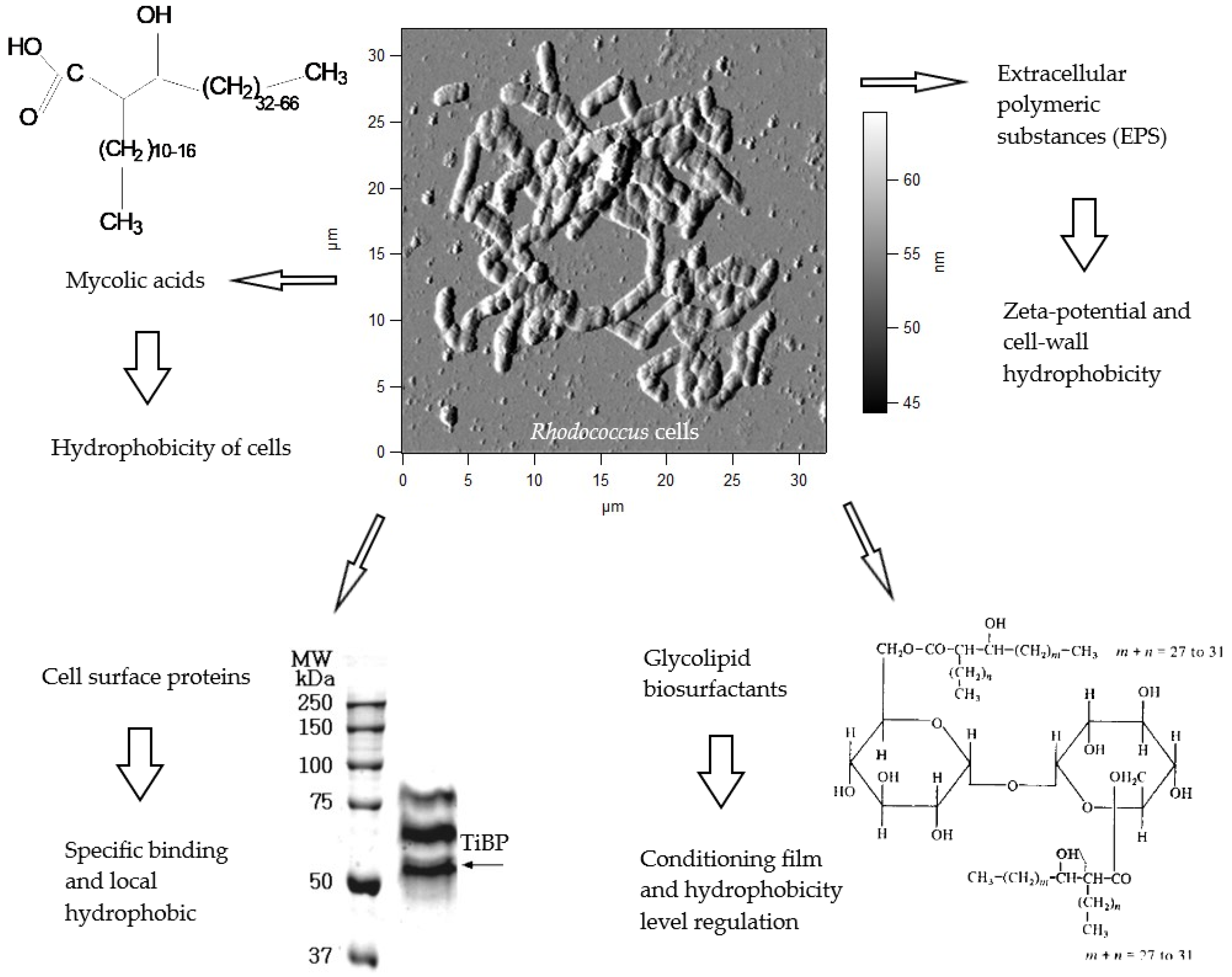 Catalysts 09 00236 g002