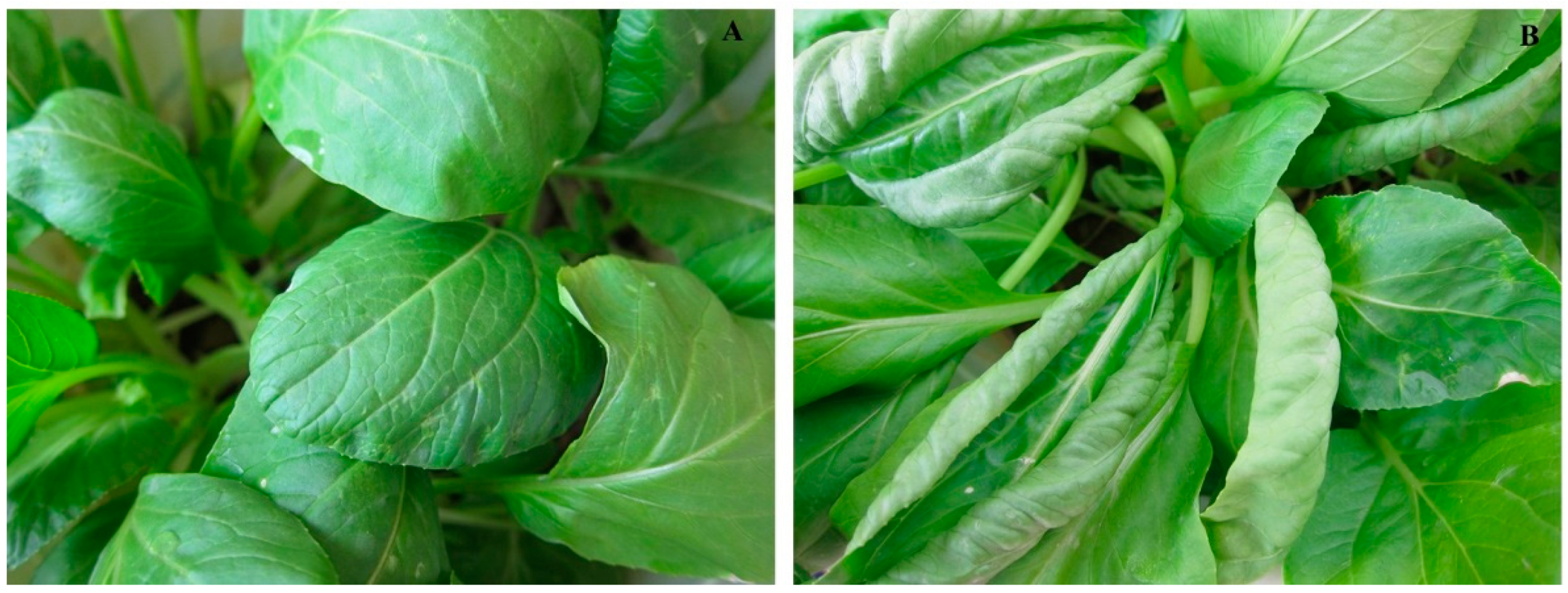 Catalysts 09 00294 g003