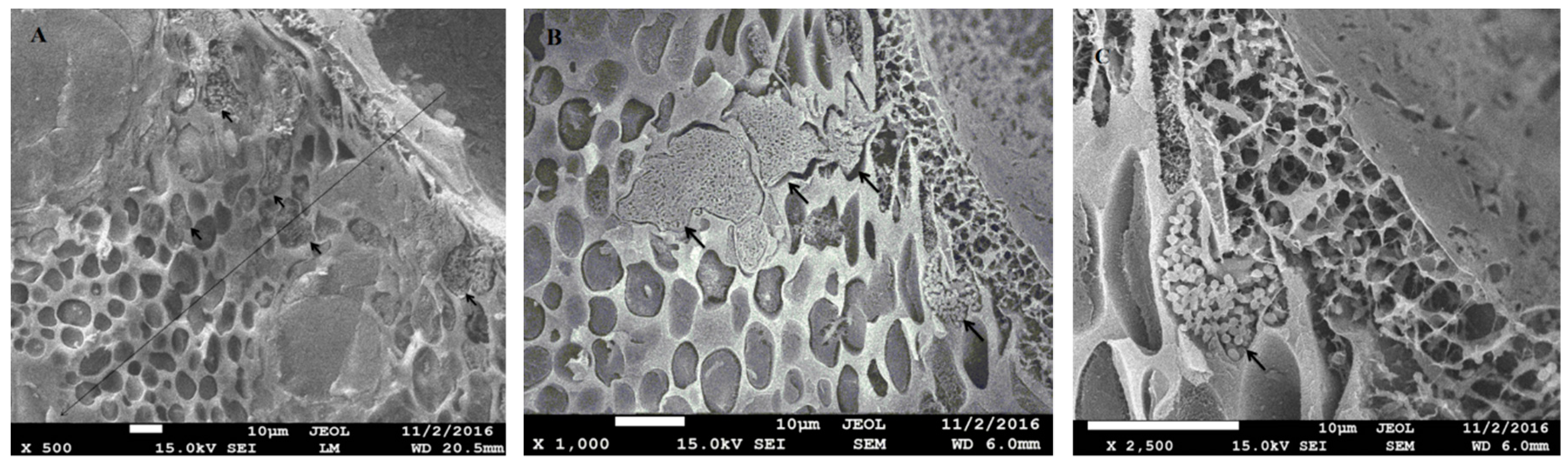 Catalysts 09 00317 g003