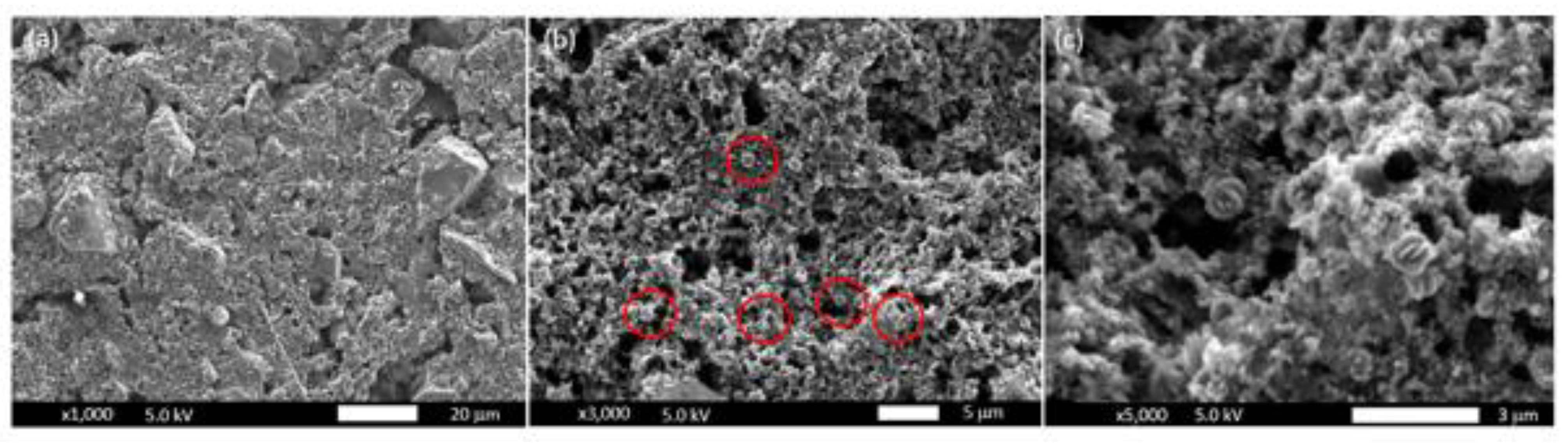 Catalysts 10 00233 g006
