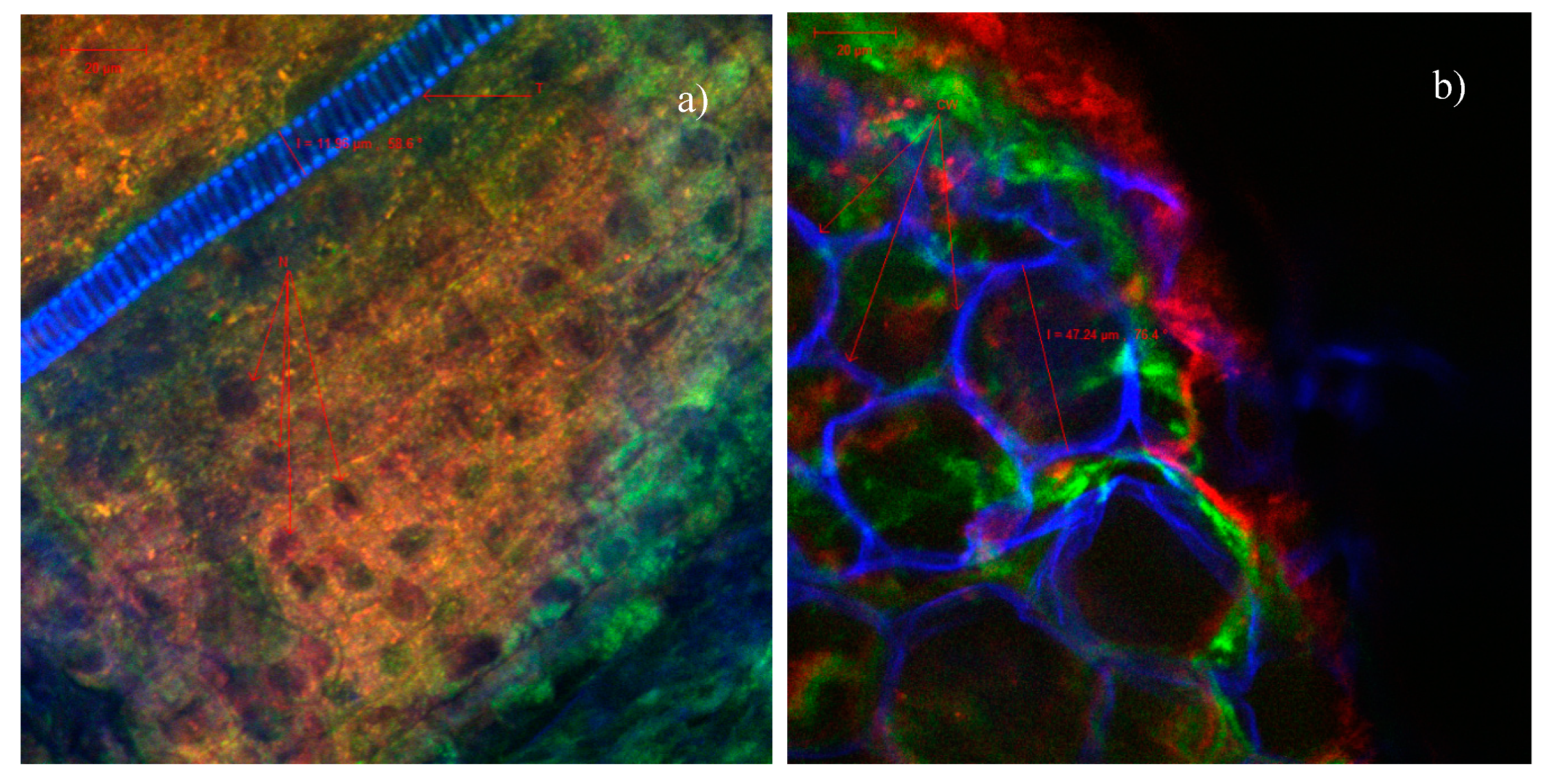 Catalysts 10 00629 g007