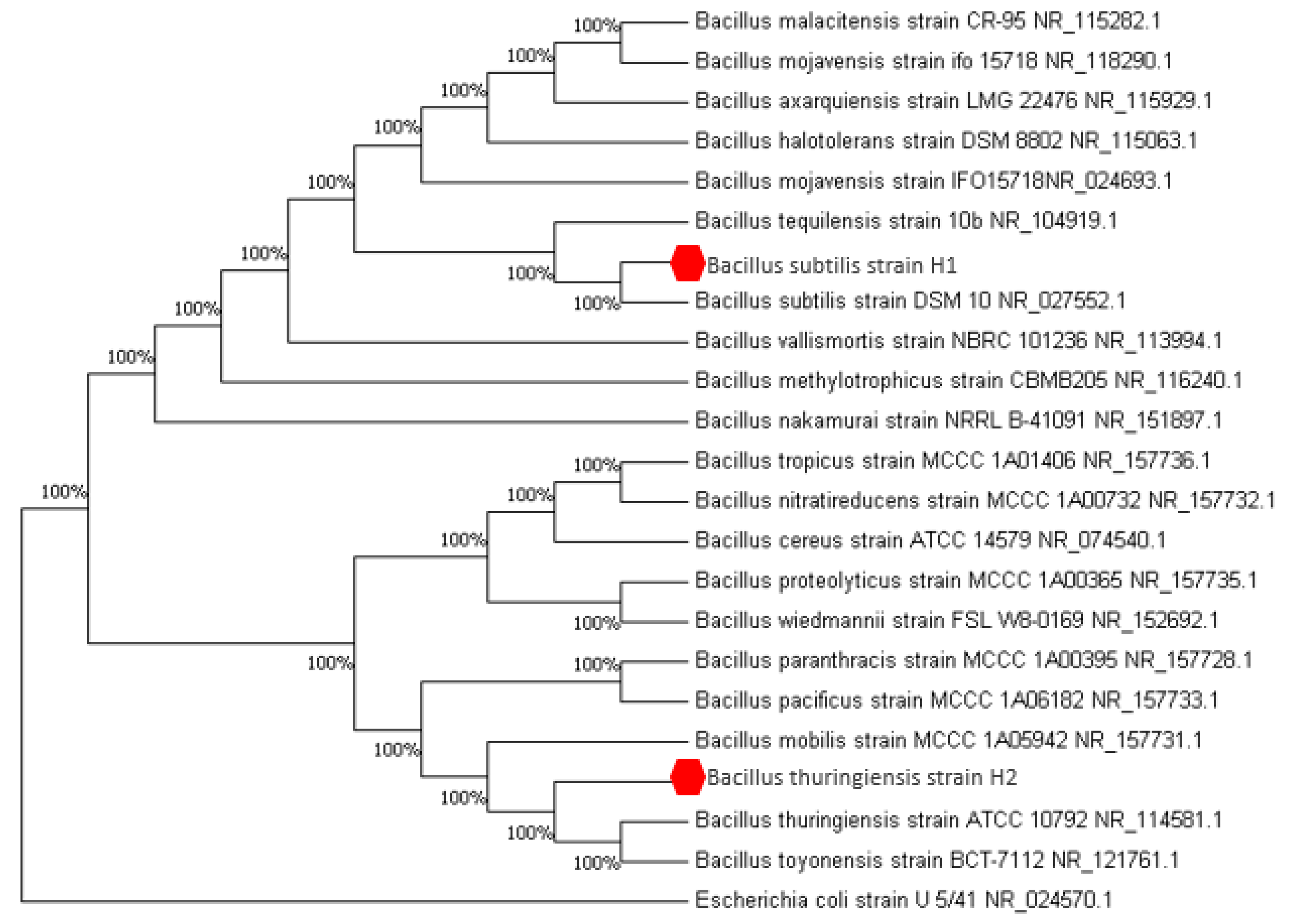 Catalysts 10 00651 g001