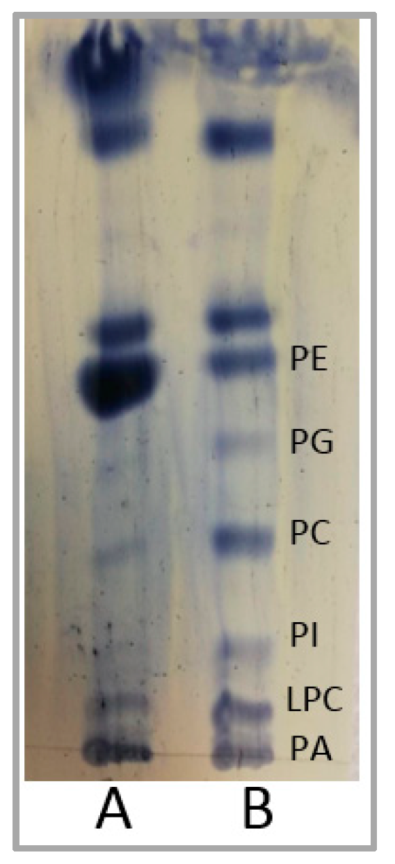 Catalysts 10 00809 g002