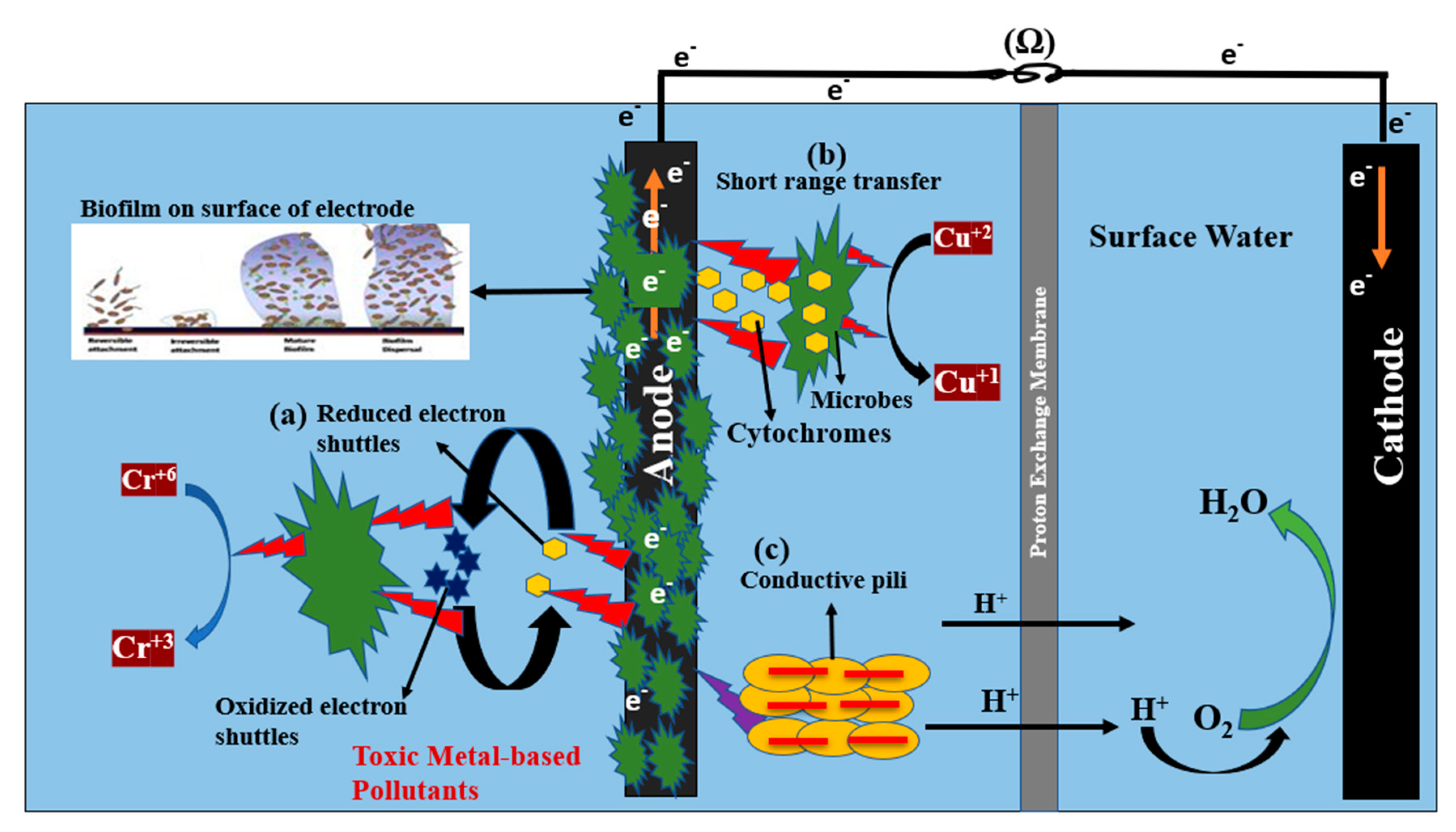 Catalysts 10 00819 g002