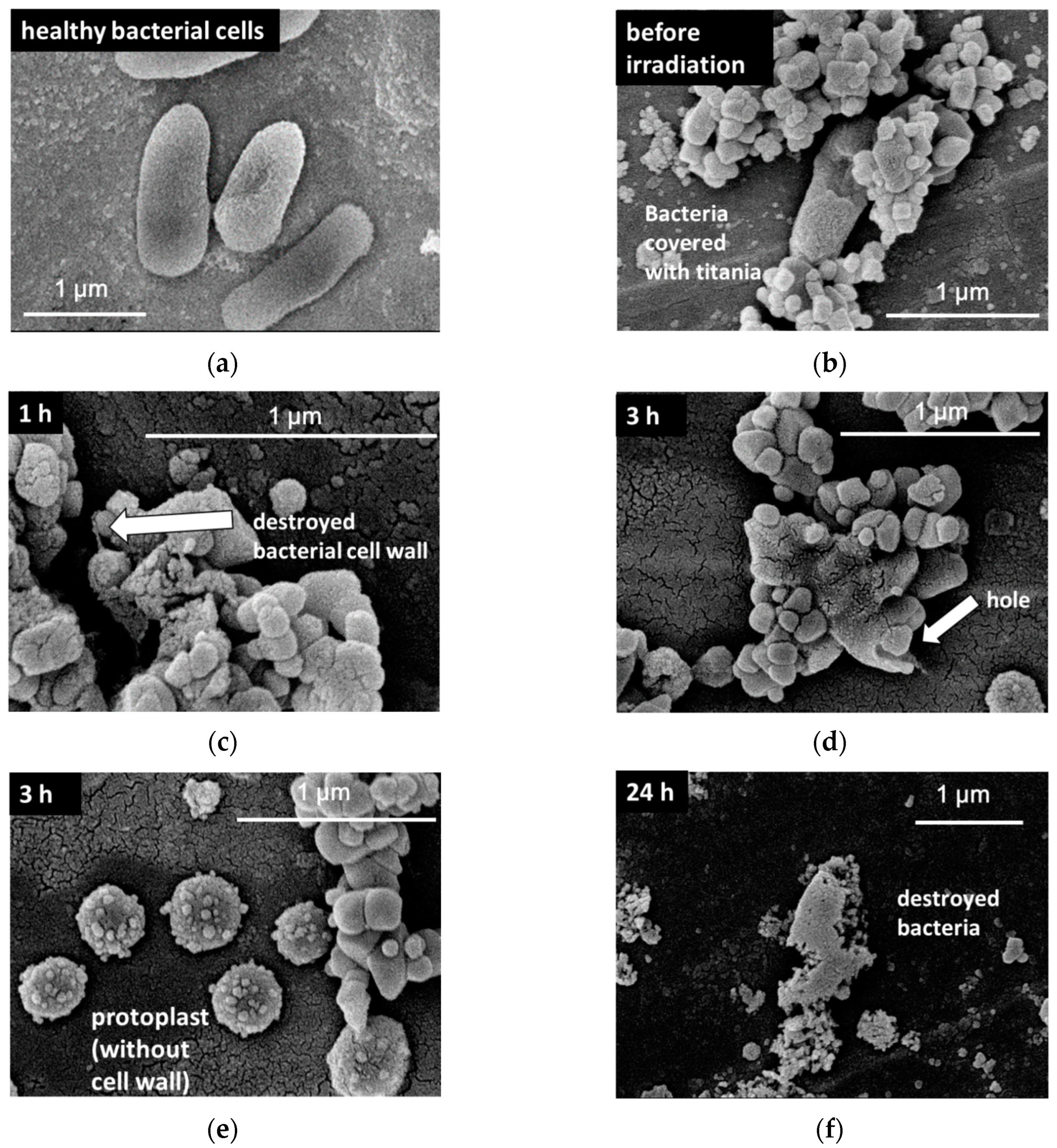 Catalysts 10 00824 g003 Catalysts 10 00824 g003