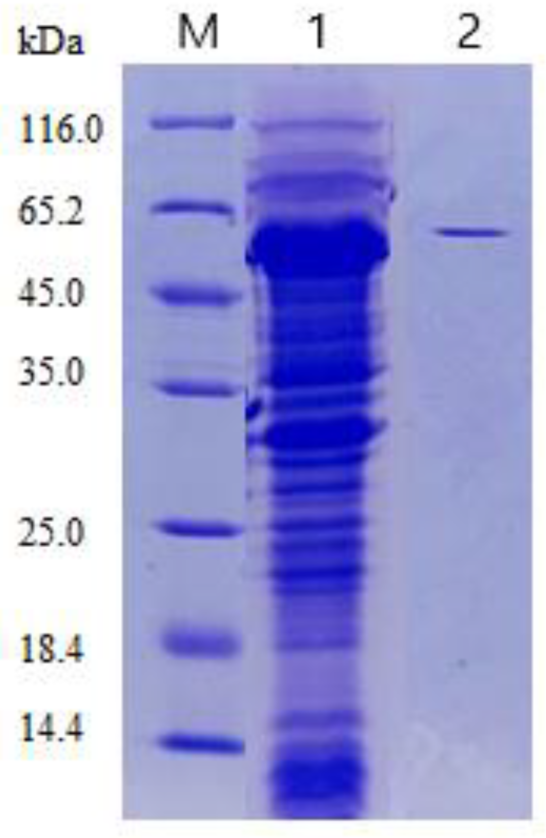 Catalysts 10 00885 g002 Catalysts 10 00885 g002