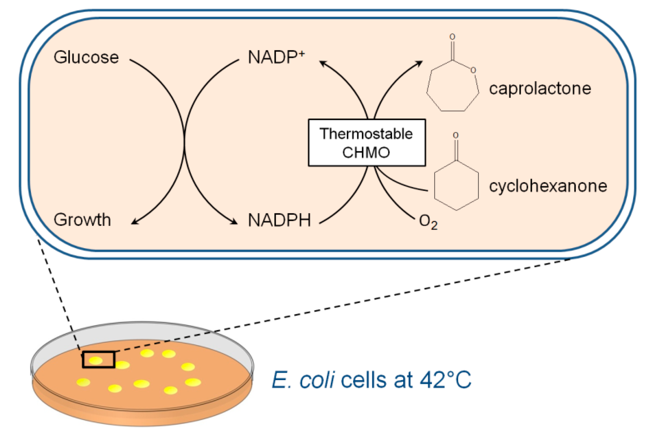 Catalysts 10 00935 g001 Catalysts 10 00935 g001