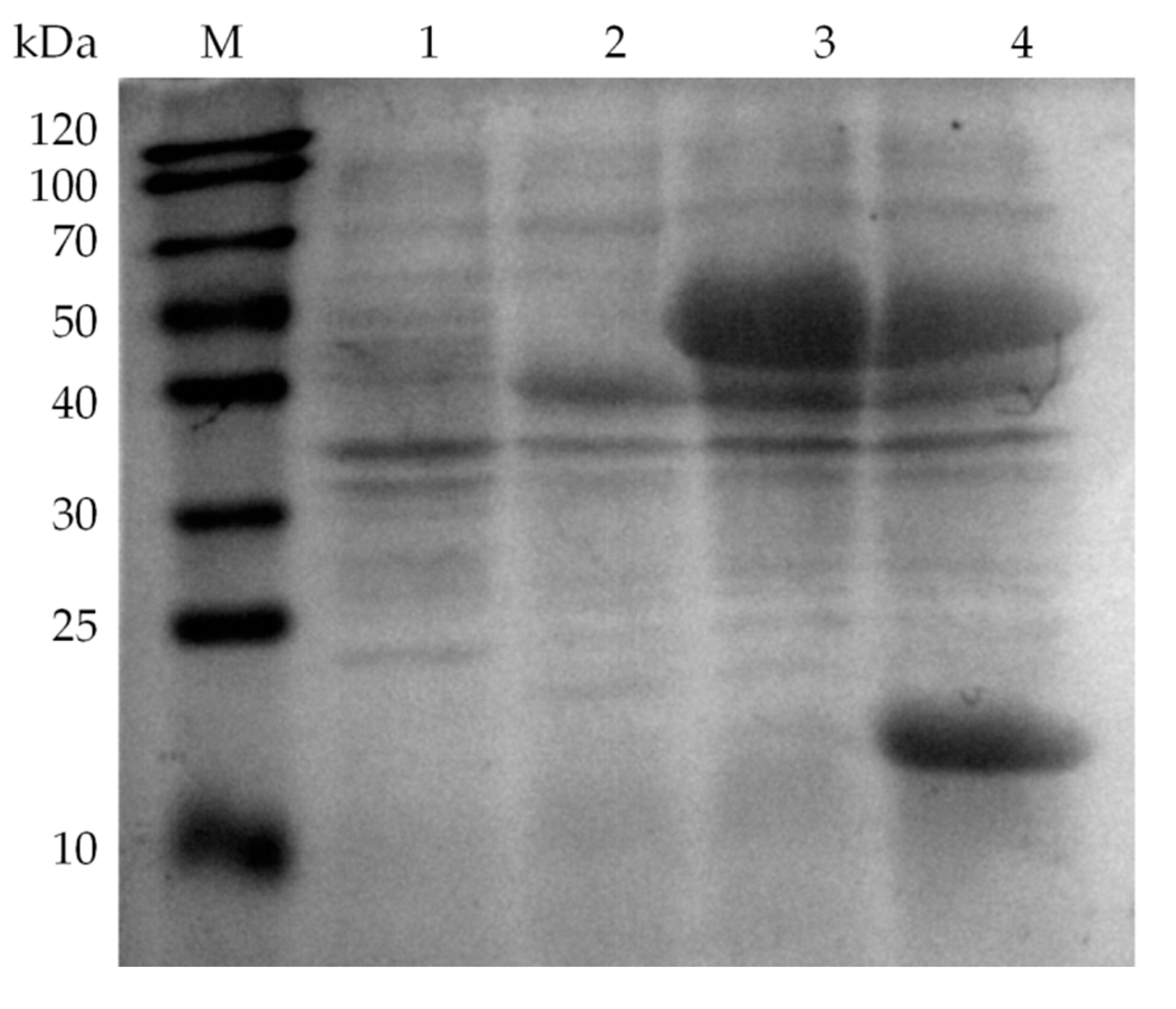 Catalysts 10 00943 g001