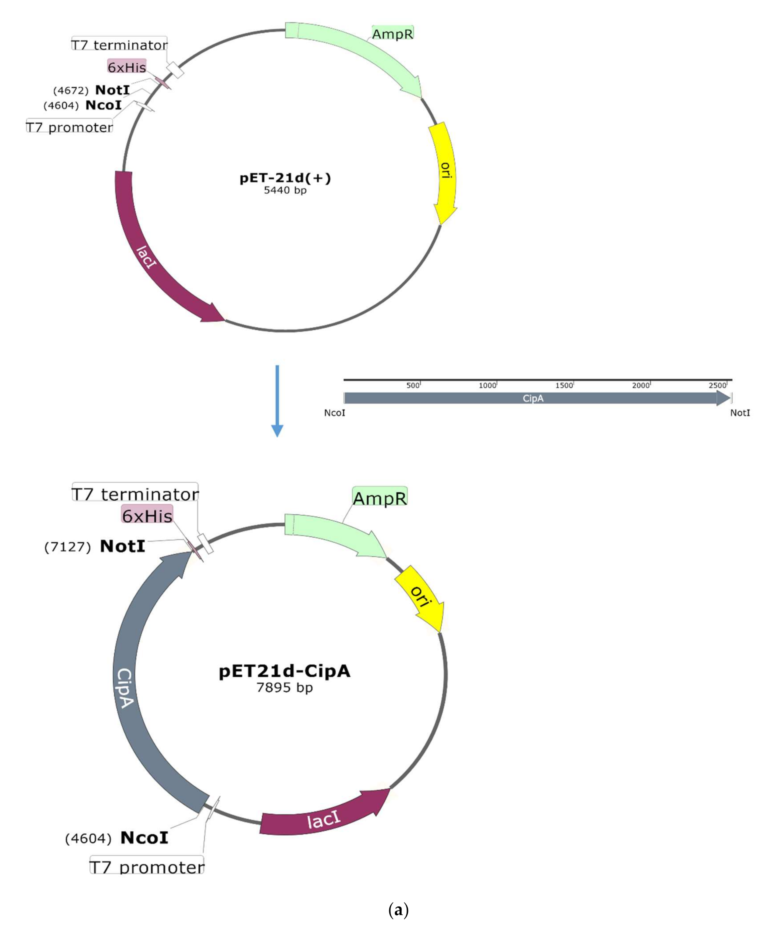 Catalysts 10 01408 g002a